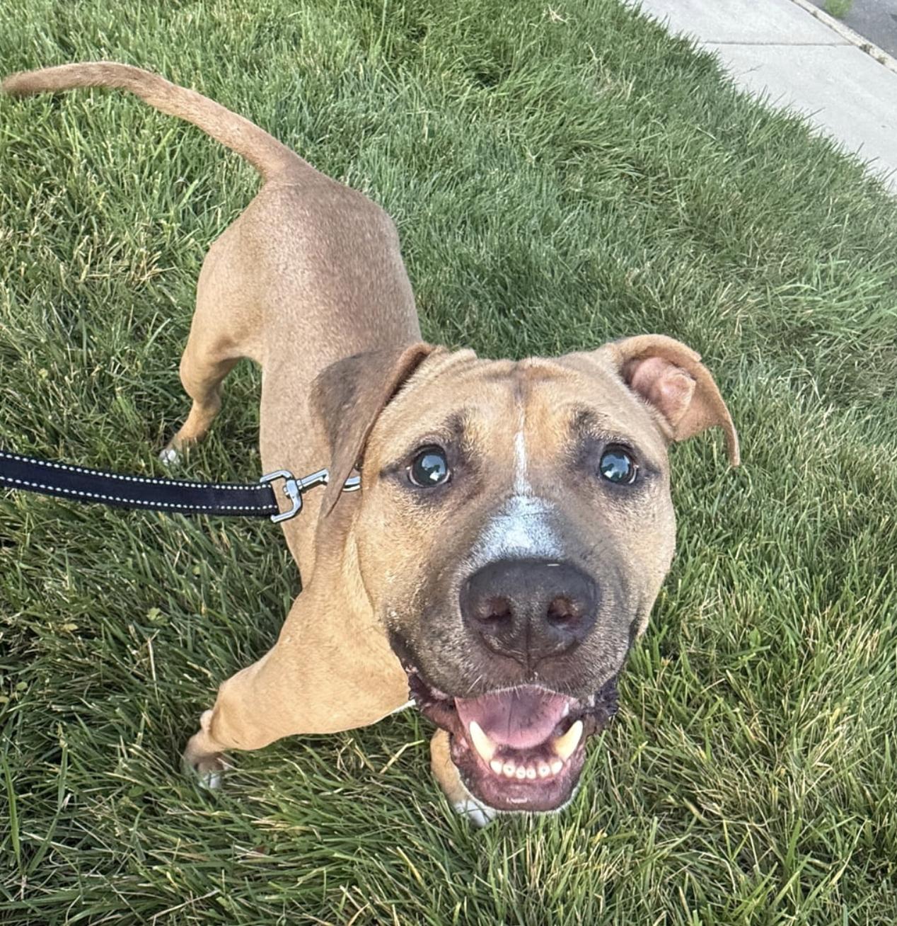 Charlie, a ADOPTABLE mixed breed in MOORESVILLE, NC image 3/3