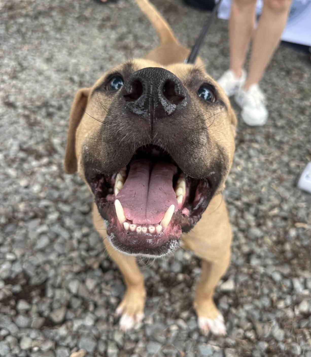 Charlie, ADOPTABLE, Adult Male American Staffordshire Terrier.