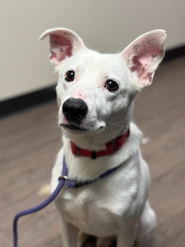 Enlarge Elpis, a Adoptable mixed breed in Gillette, WY image 1/2