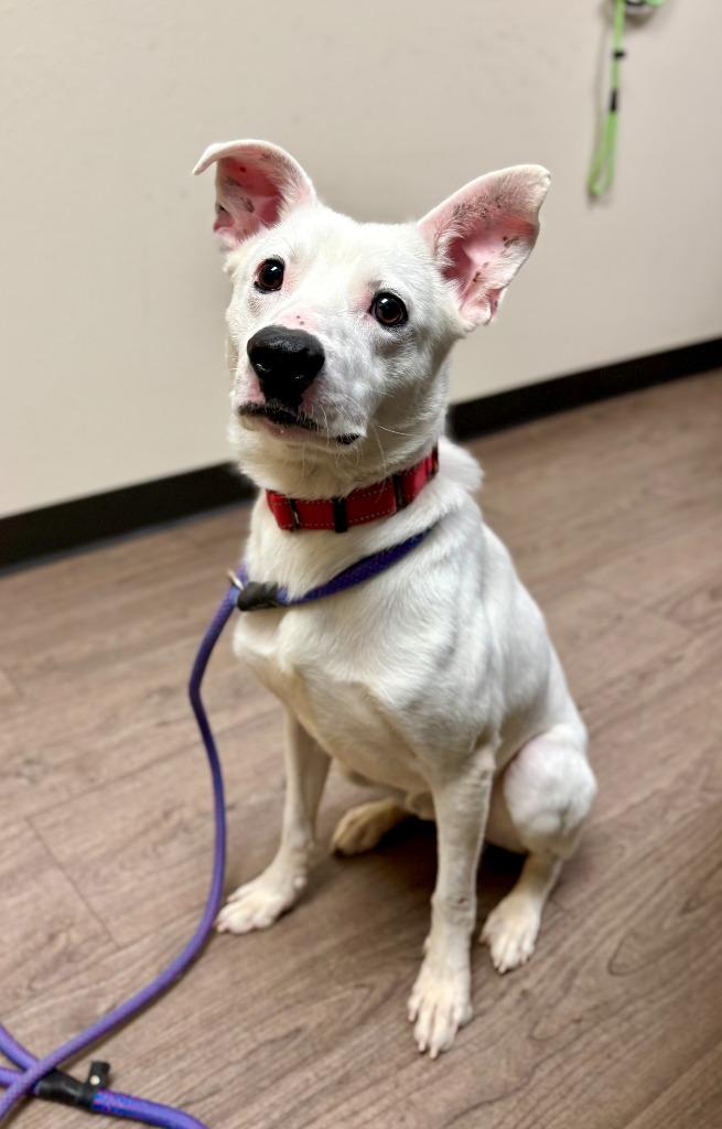 Enlarge Elpis, a Adoptable mixed breed in Gillette, WY image 2/2