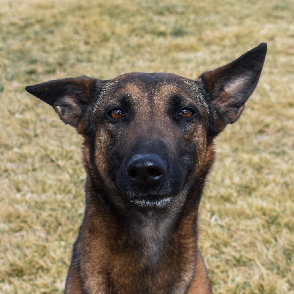 Enlarge Asha, a Adoptable mixed breed in Rifle, CO image 1/6