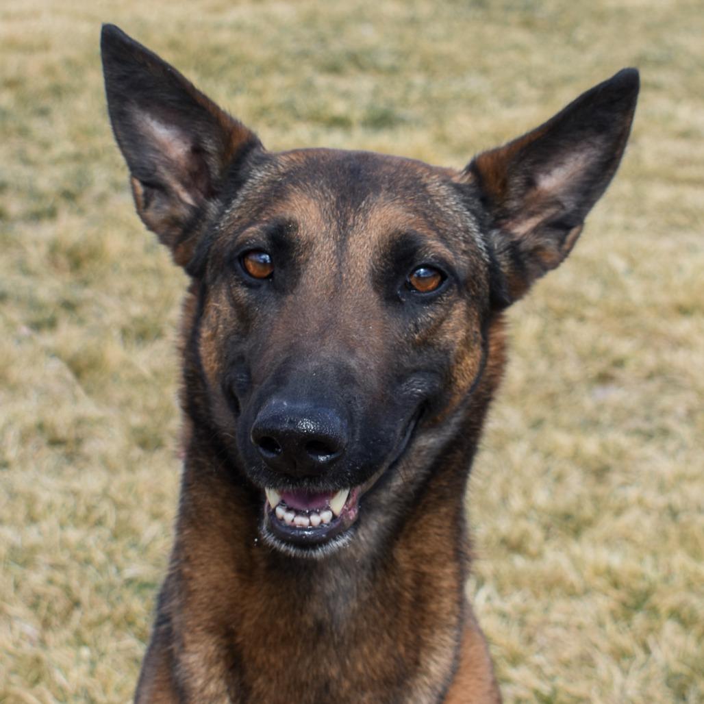 Enlarge Asha, a Adoptable mixed breed in Rifle, CO image 2/6