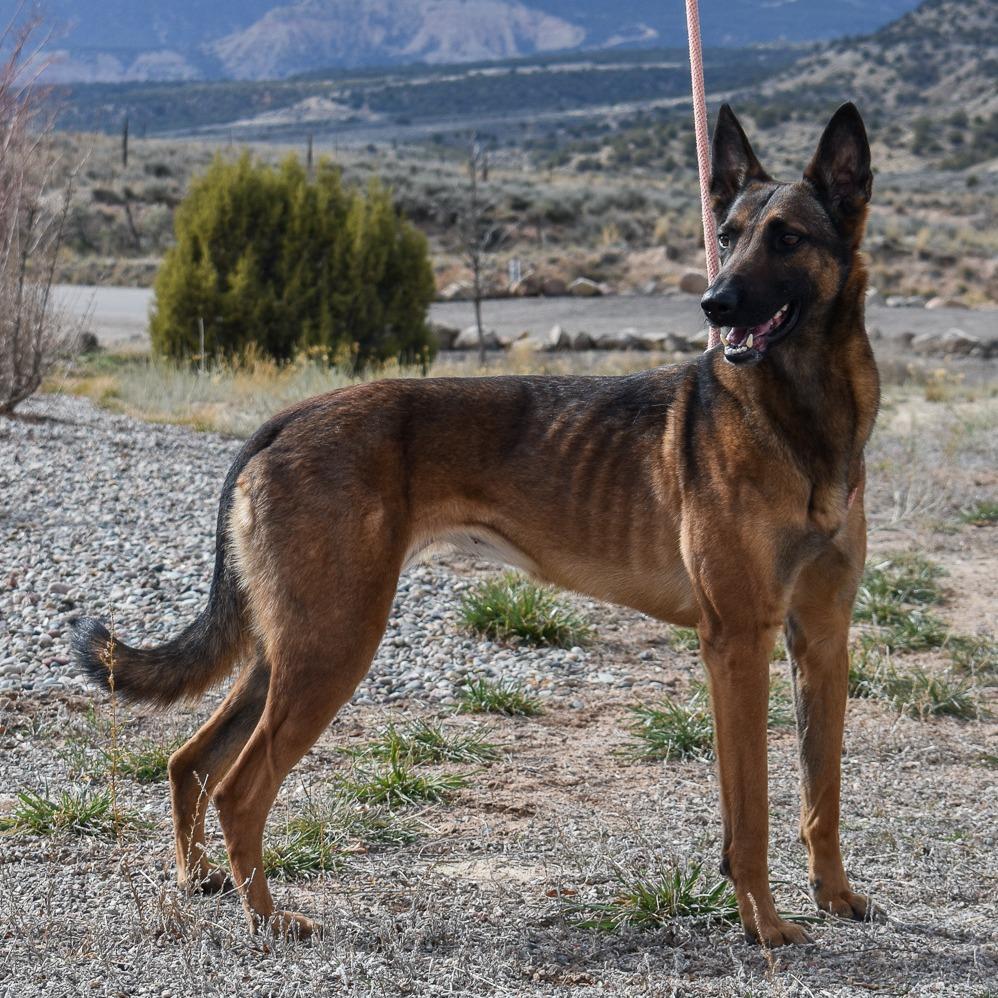 Enlarge Asha, a Adoptable mixed breed in Rifle, CO image 3/6