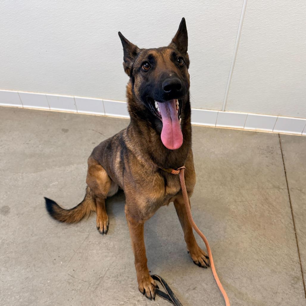 Enlarge Asha, a Adoptable mixed breed in Rifle, CO image 4/6