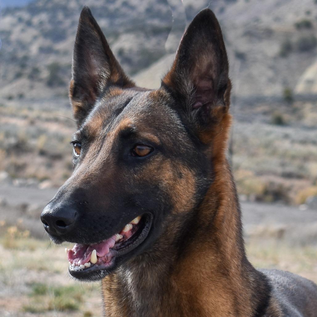 Enlarge Asha, a Adoptable mixed breed in Rifle, CO image 5/6