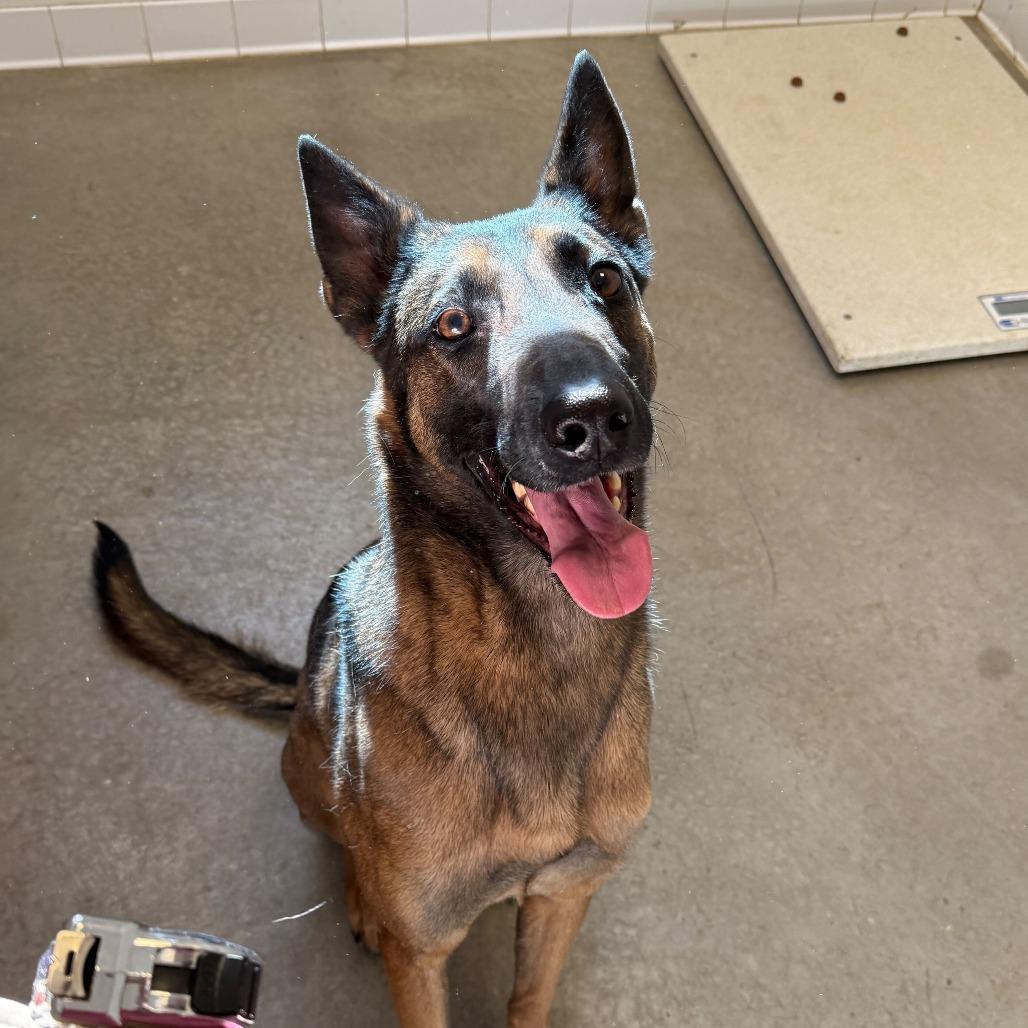 Enlarge Asha, a Adoptable mixed breed in Rifle, CO image 6/6