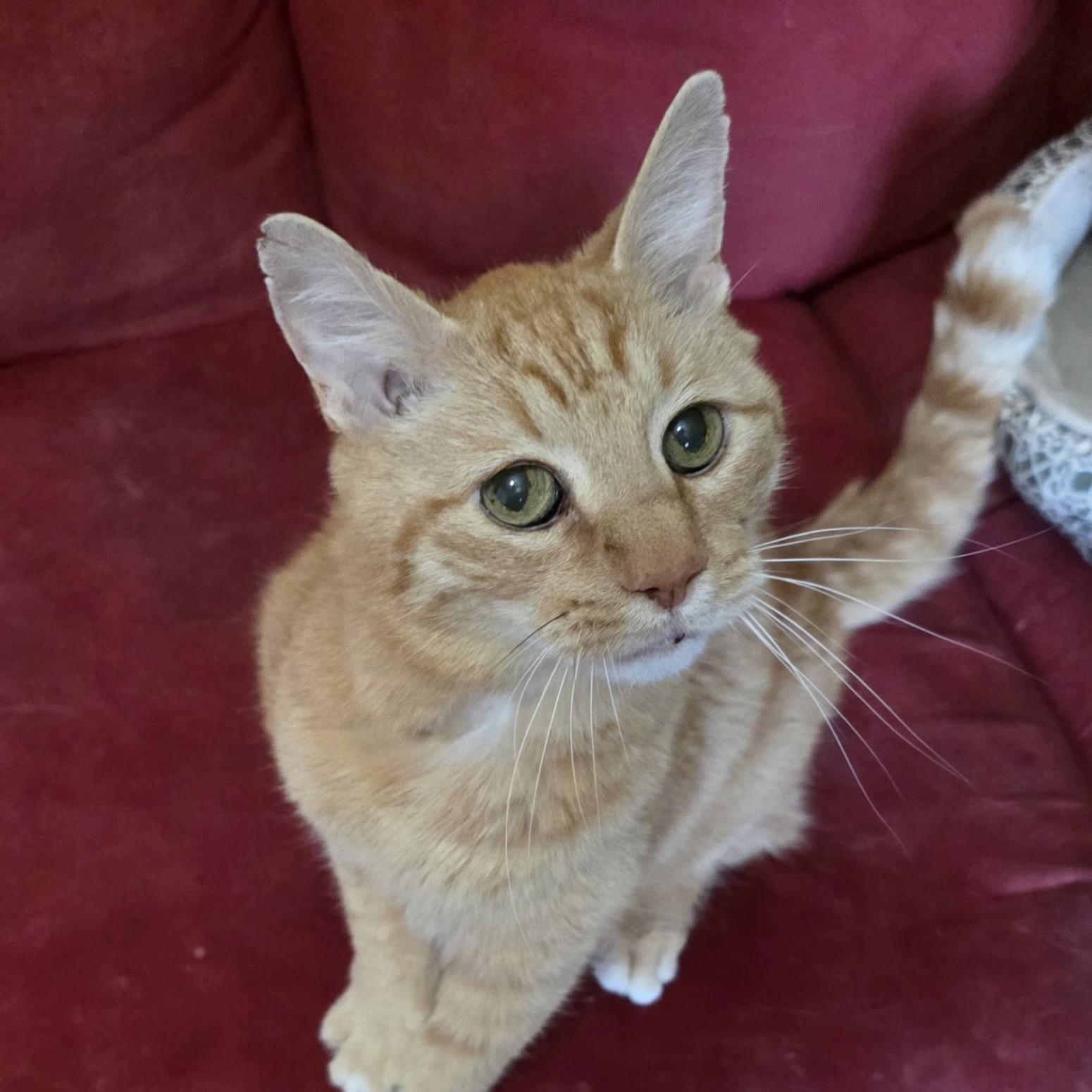 Enlarge Winston, a ADOPTABLE Domestic Short Hair in Bentonville, AR image 2/3