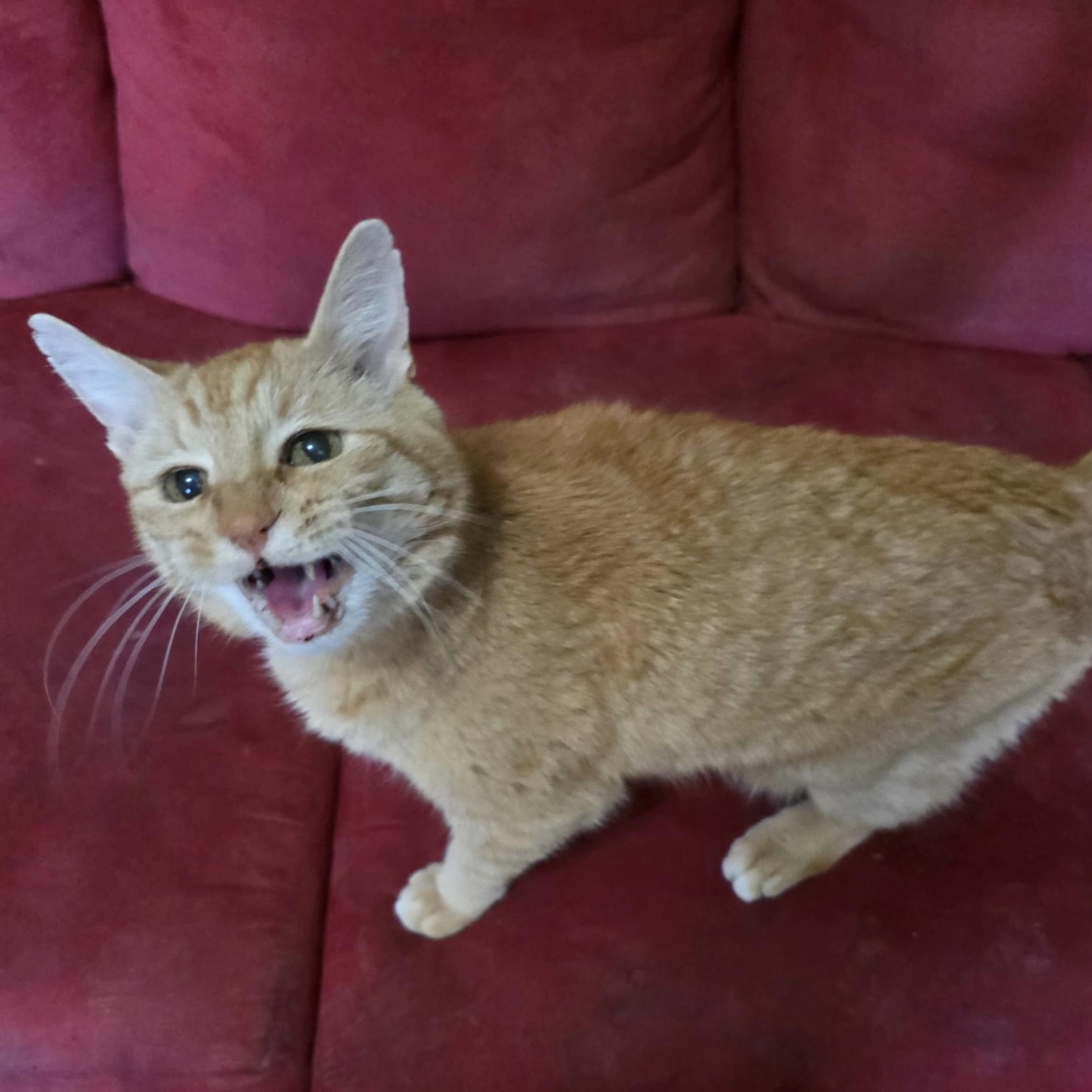 Enlarge Winston, a ADOPTABLE Domestic Short Hair in Bentonville, AR image 3/3