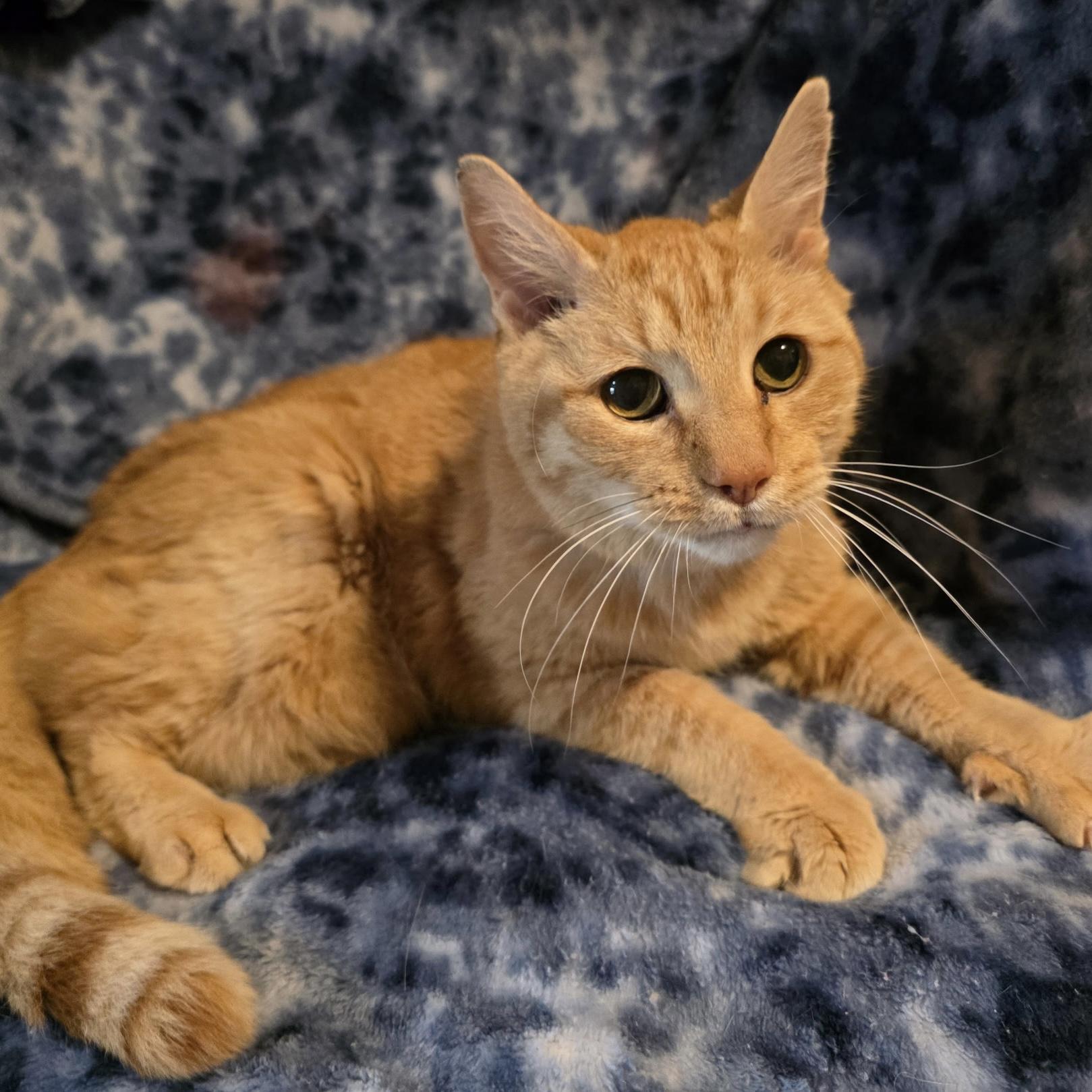 Winston, ADOPTABLE, Adult Male Domestic Short Hair.