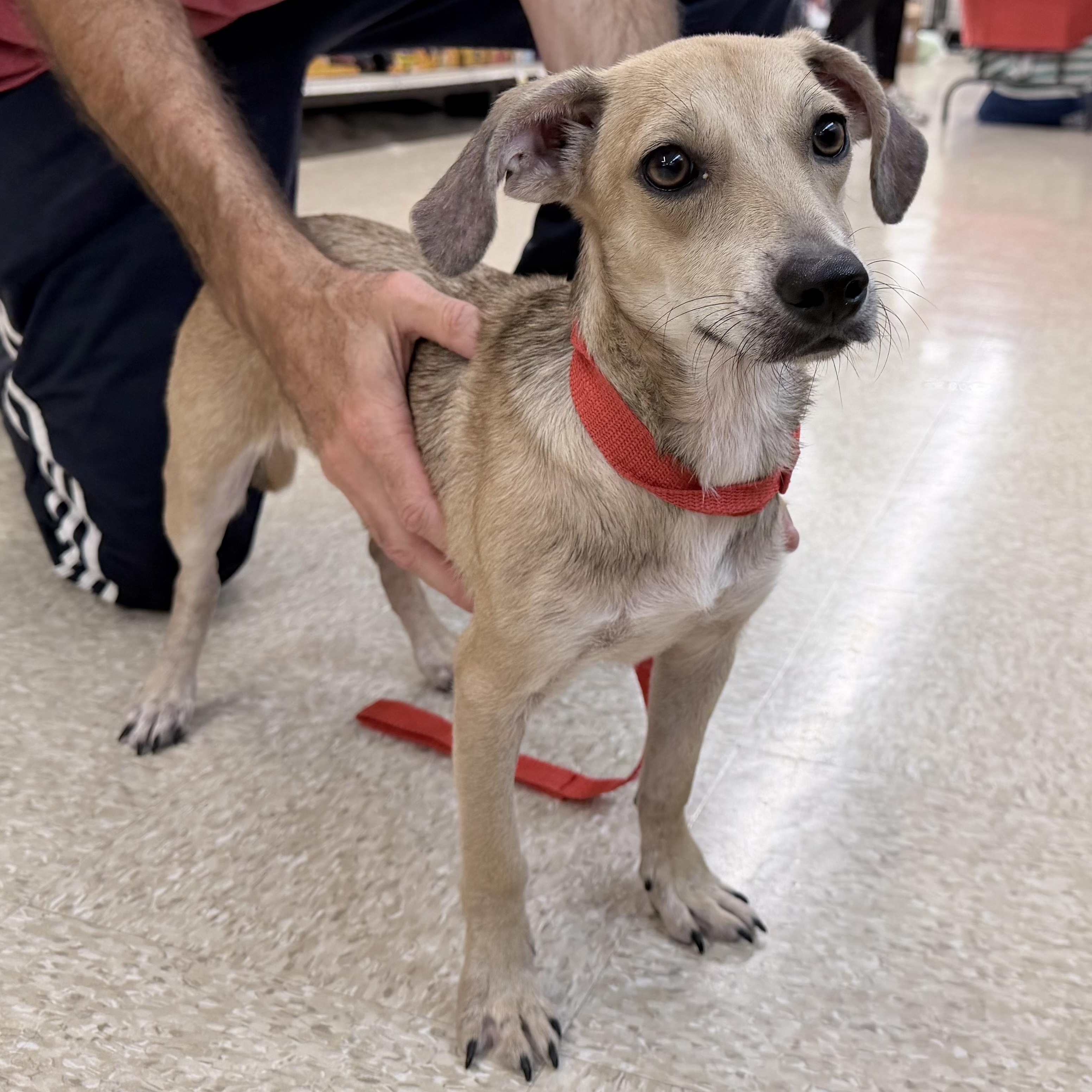 Enlarge Peach - Local September 13, a Adopted mixed breed in Johnston, RI image 2/3