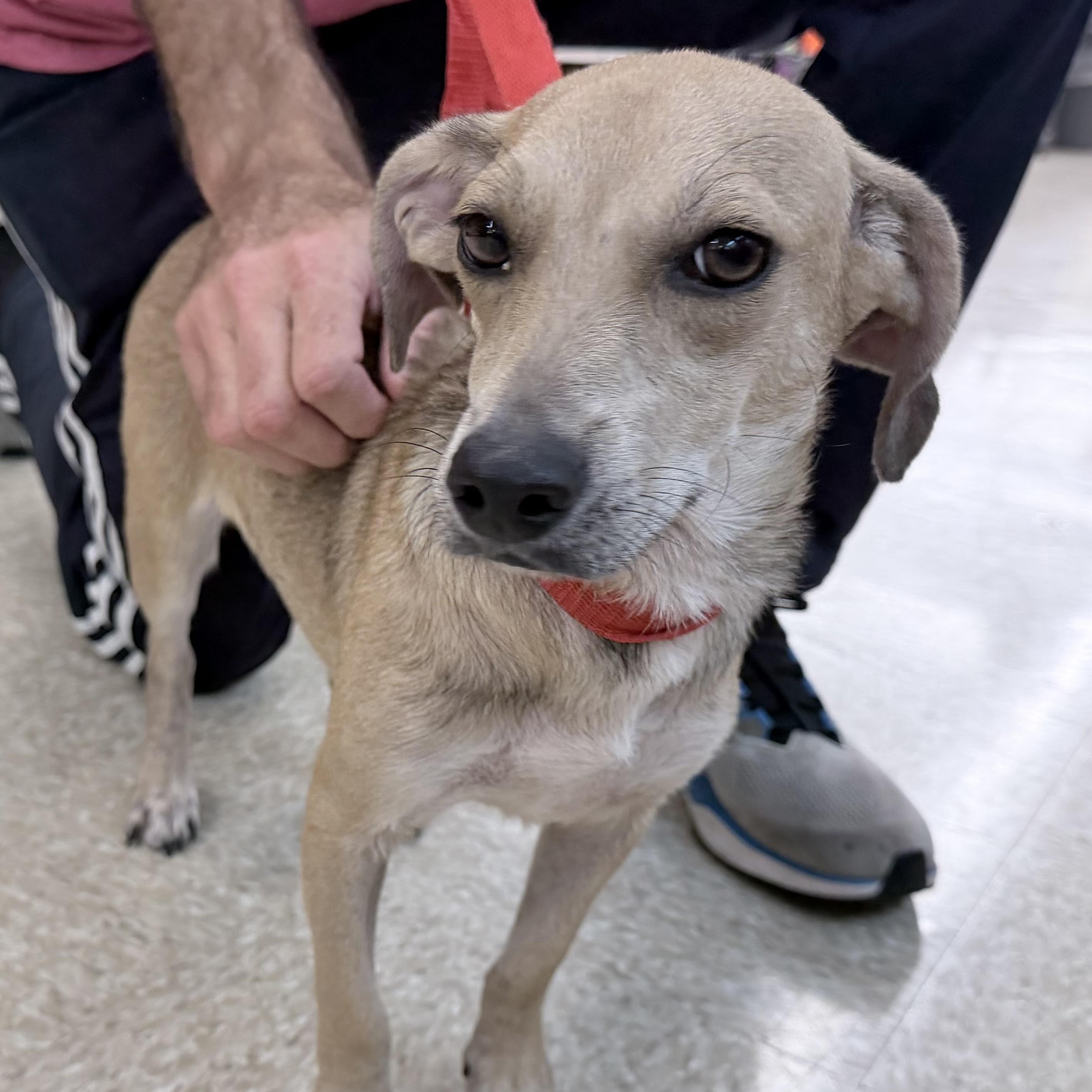 Enlarge Peach - Local September 13, a Adopted mixed breed in Johnston, RI image 3/3