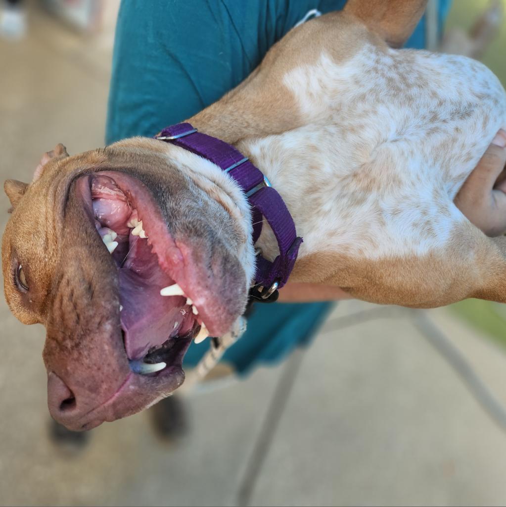 Enlarge Sarabel, a Adoptable mixed breed in Lakeland, FL image 1/6