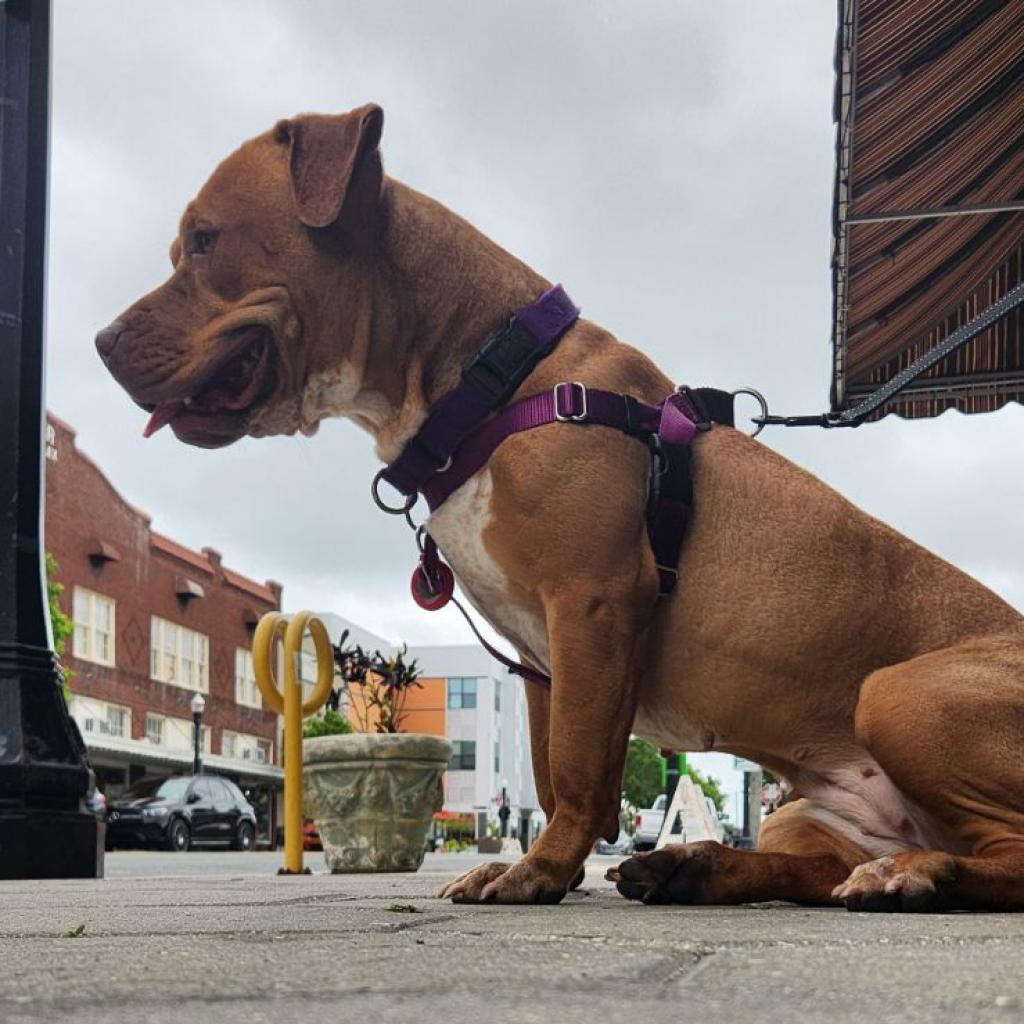 Enlarge Sarabel, a Adoptable mixed breed in Lakeland, FL image 2/6