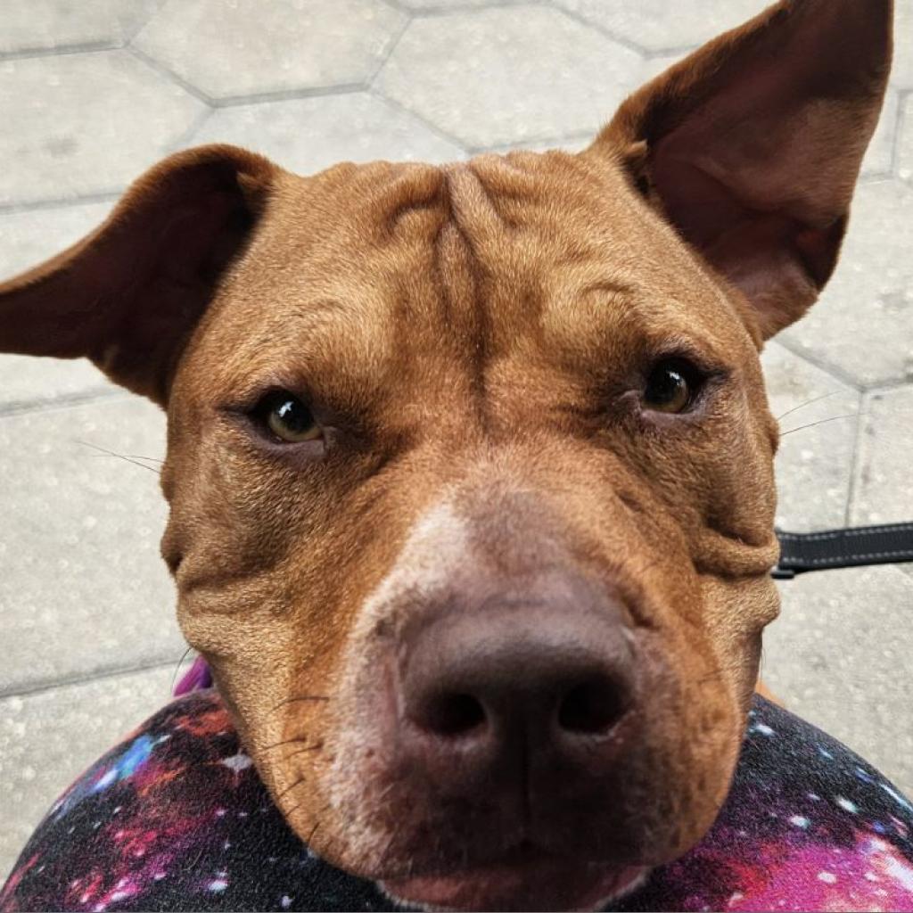 Sarabel — thumbnail 3