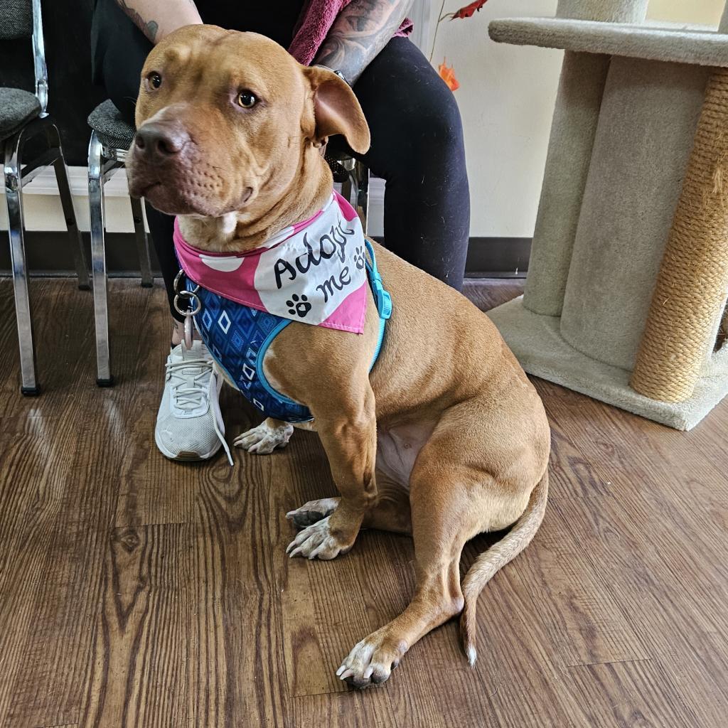 Enlarge Sarabel, a Adoptable mixed breed in Lakeland, FL image 5/6