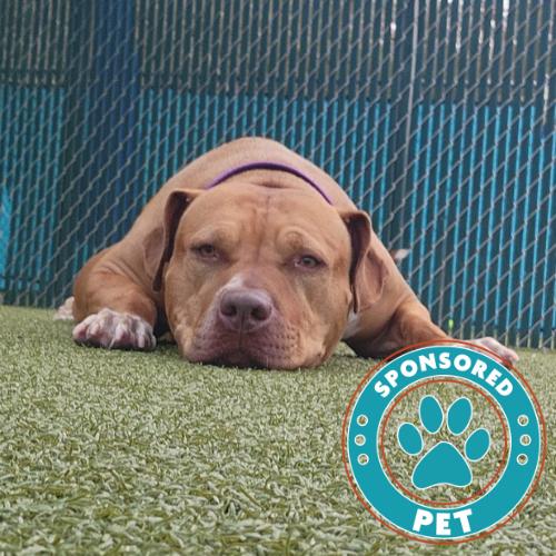 Enlarge Sarabel, a Adoptable mixed breed in Lakeland, FL image 6/6