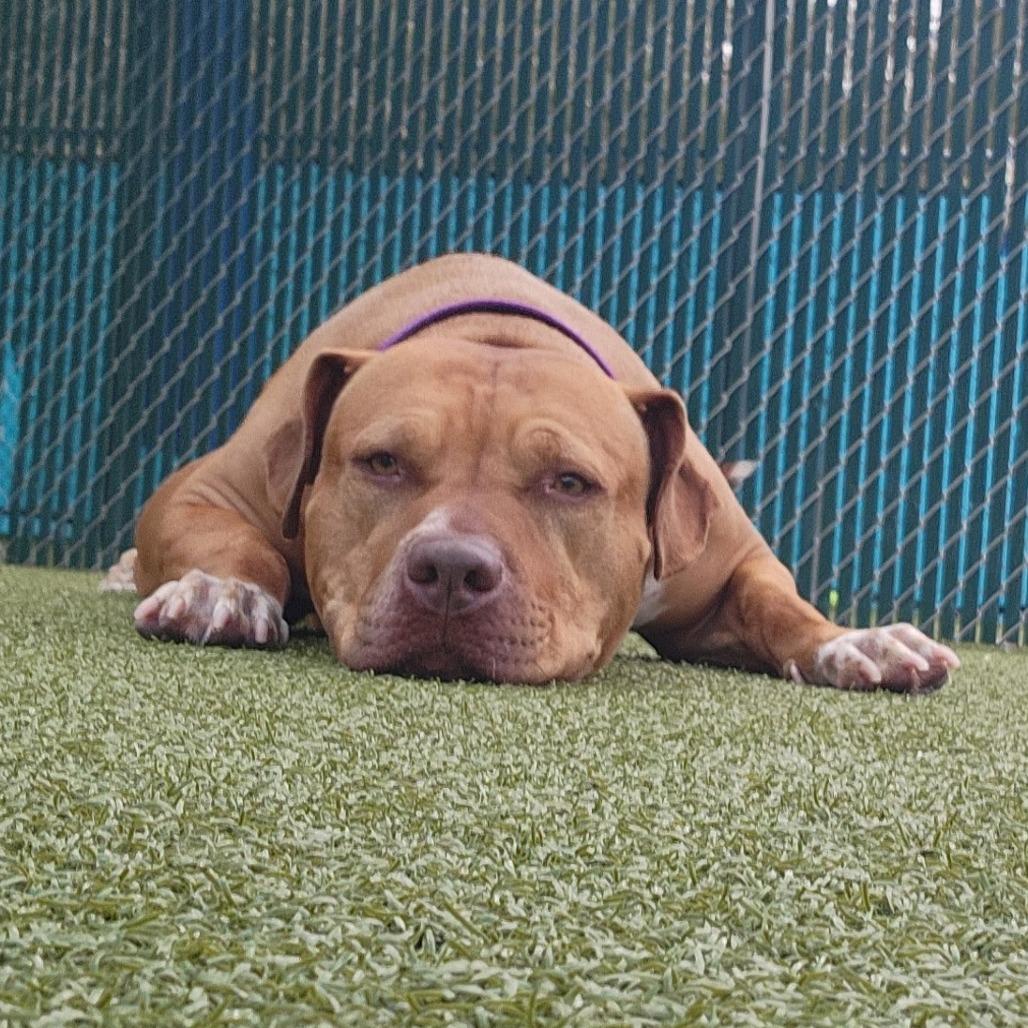 Enlarge Sarabel, a Adoptable mixed breed in Lakeland, FL image 6/6