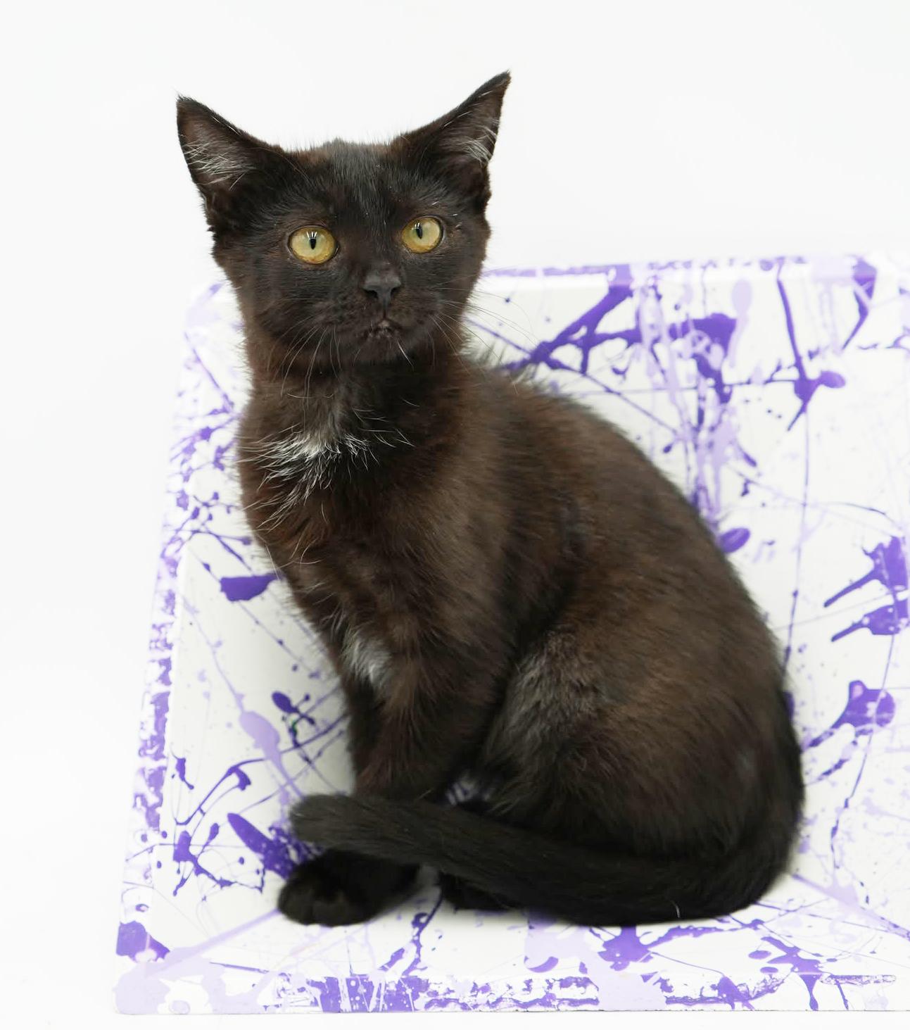 Crash is a crazy CHOCOLATE cutie! Lap kitten! FOUND IN CAR!!, an adoptable Bombay, Havana in Bedford Hills, NY, 10507 | Photo Image 1