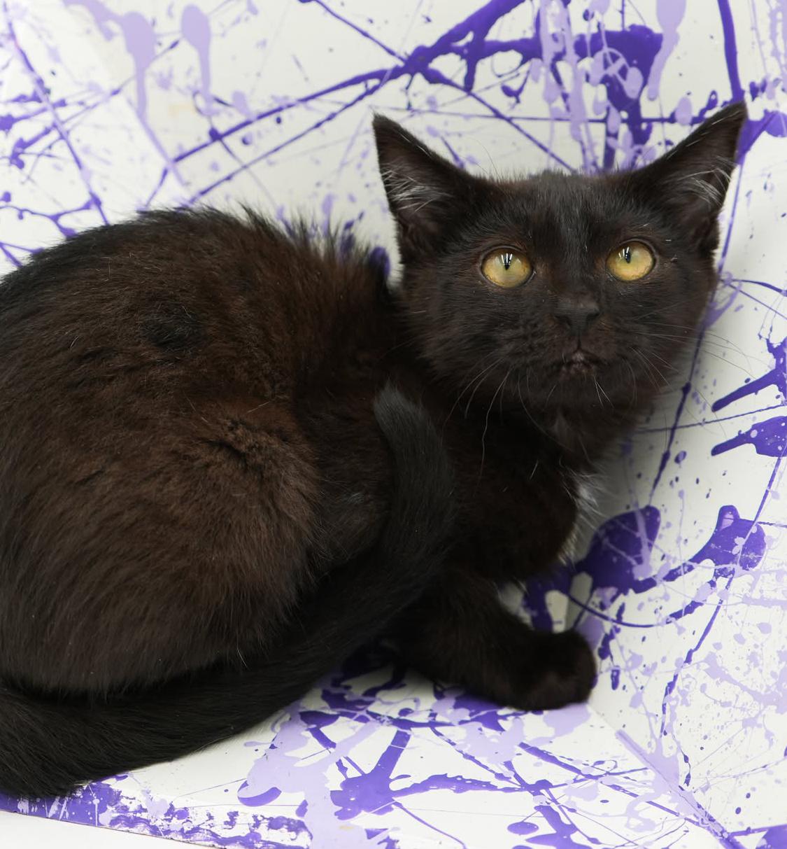 Crash is a crazy CHOCOLATE cutie! Lap kitten! FOUND IN CAR!!, an adoptable Bombay, Havana in Bedford Hills, NY, 10507 | Photo Image 2