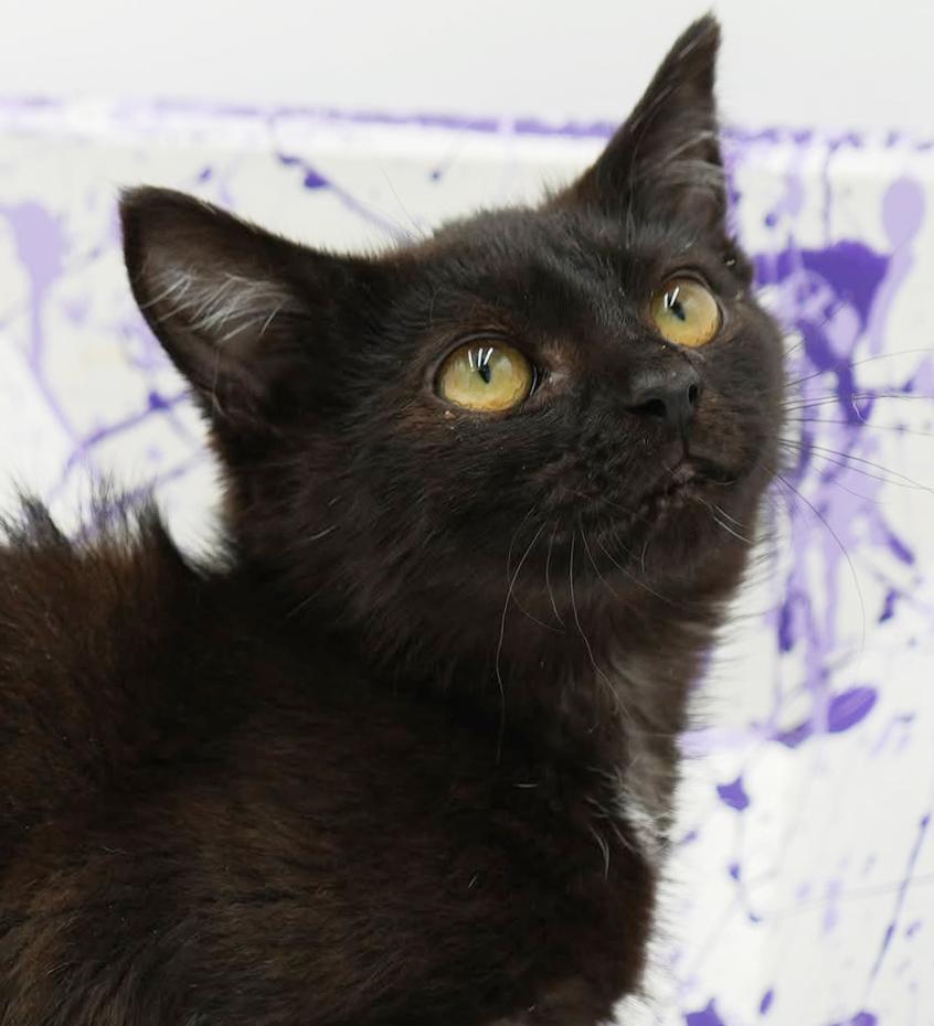 Crash is a crazy CHOCOLATE cutie! Lap kitten! FOUND IN CAR!!, an adoptable Bombay, Havana in Bedford Hills, NY, 10507 | Photo Image 3