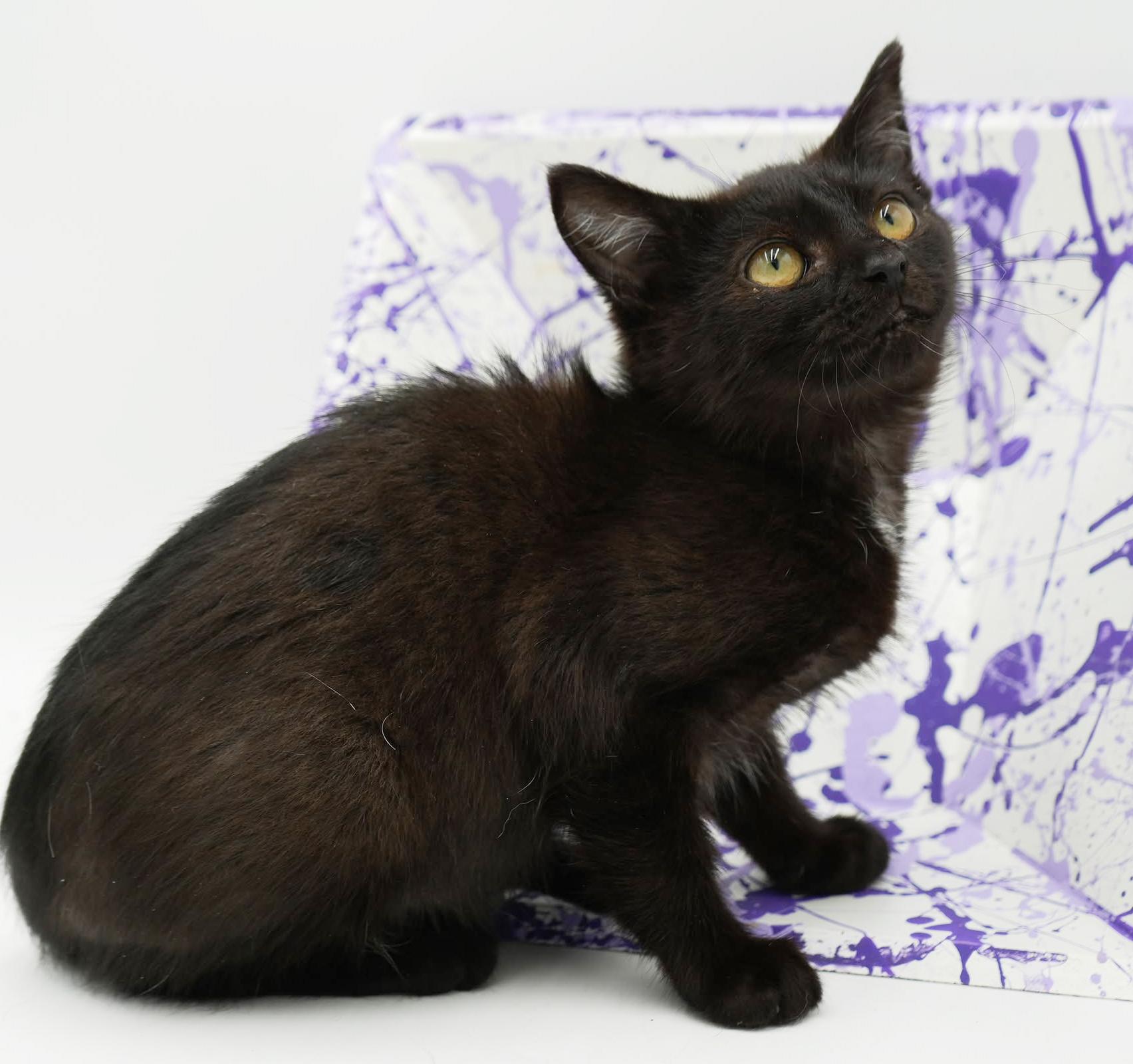 Crash is a crazy CHOCOLATE cutie! Lap kitten! FOUND IN CAR!!, an adoptable Bombay, Havana in Bedford Hills, NY, 10507 | Photo Image 6