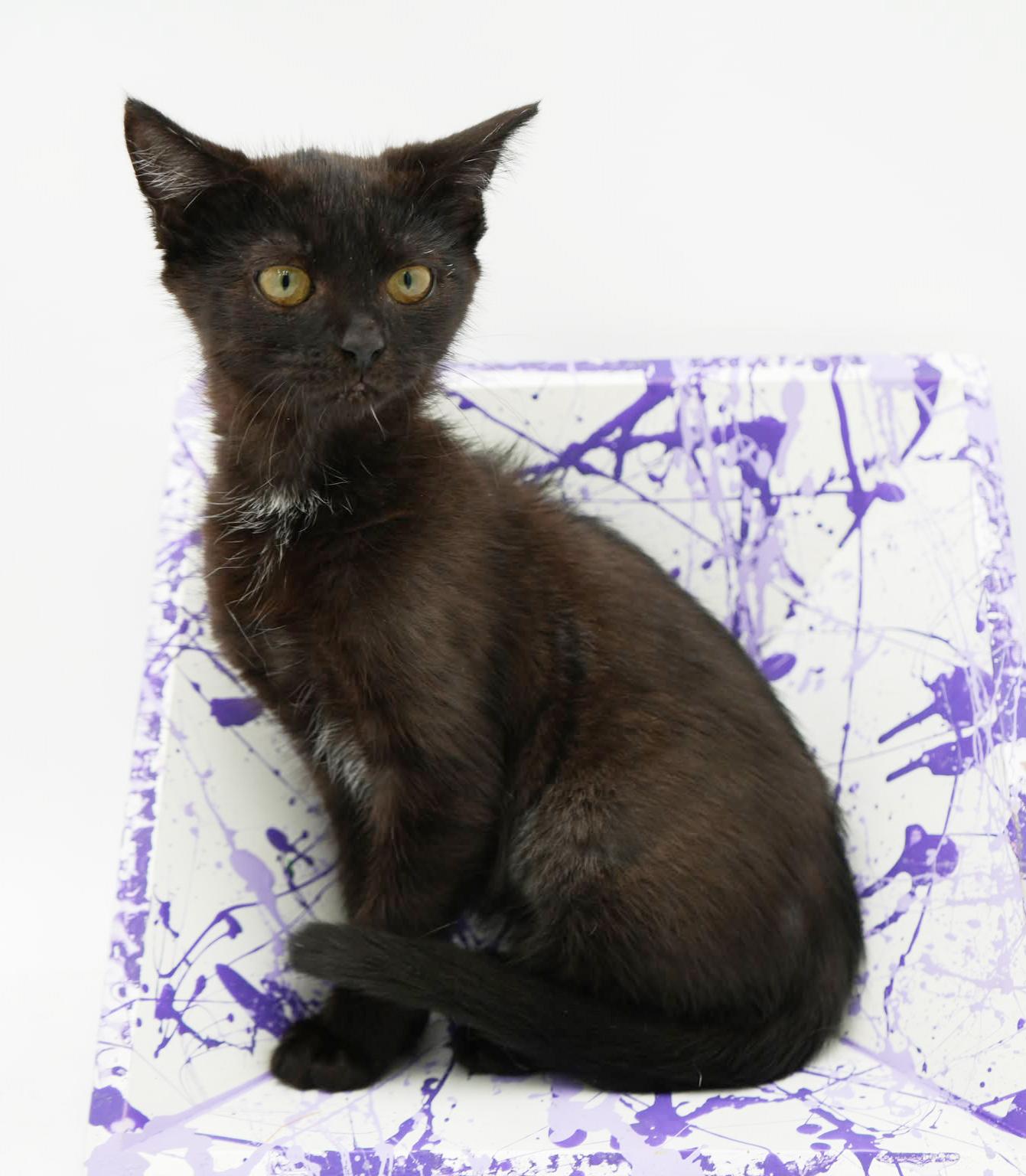 Crash is a crazy CHOCOLATE cutie! Lap kitten! FOUND IN CAR!!, an adoptable Bombay, Havana in Bedford Hills, NY, 10507 | Photo Image 4
