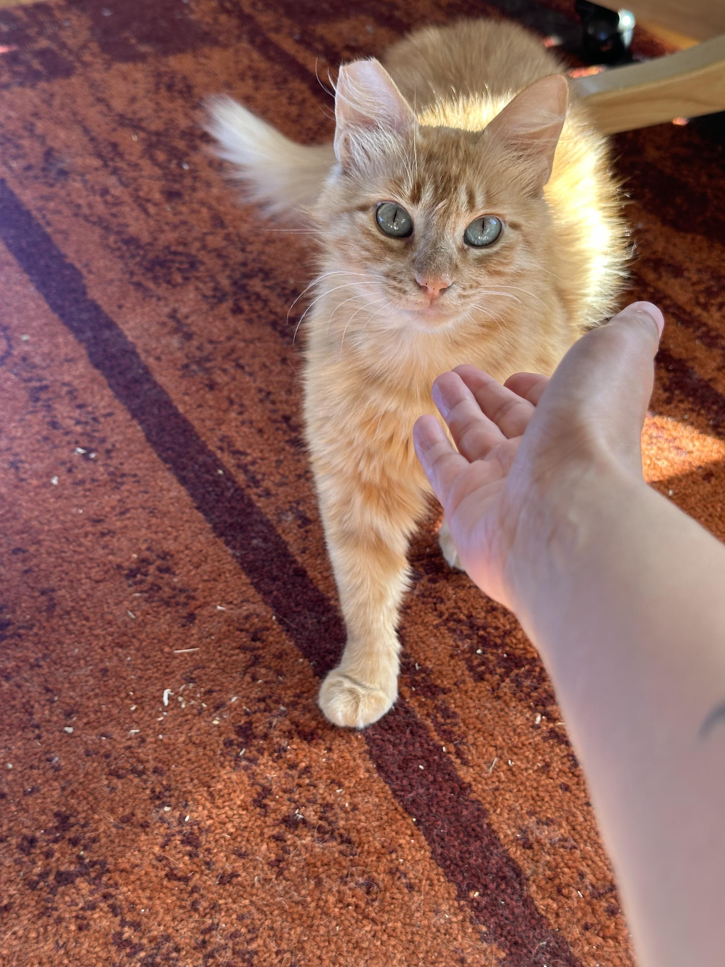 Clementine, ADOPTABLE, Young Female Domestic Medium Hair.