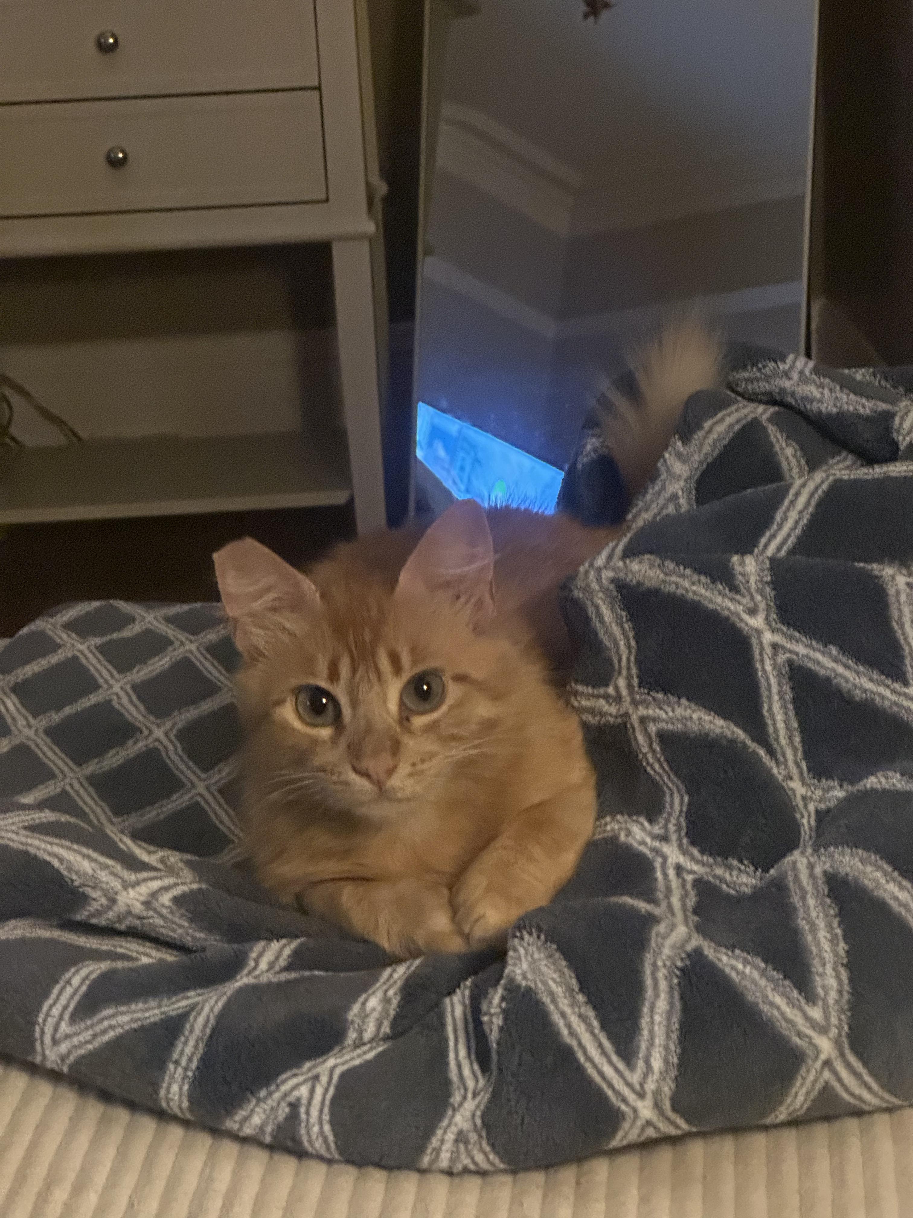 Clementine, a ADOPTABLE Domestic Medium Hair in San Jose, CA image 3/6
