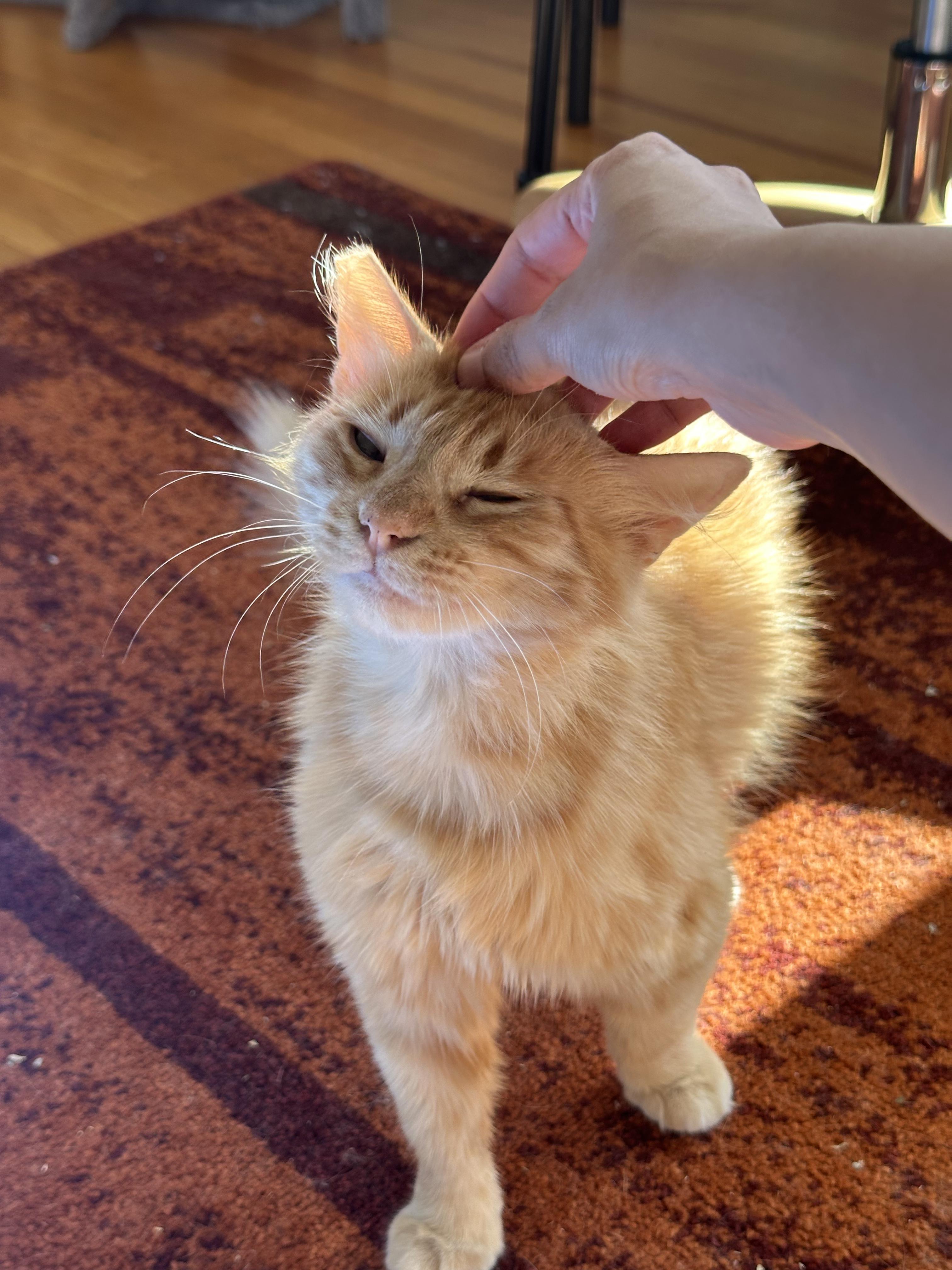 Clementine, a ADOPTABLE Domestic Medium Hair in San Jose, CA image 4/6