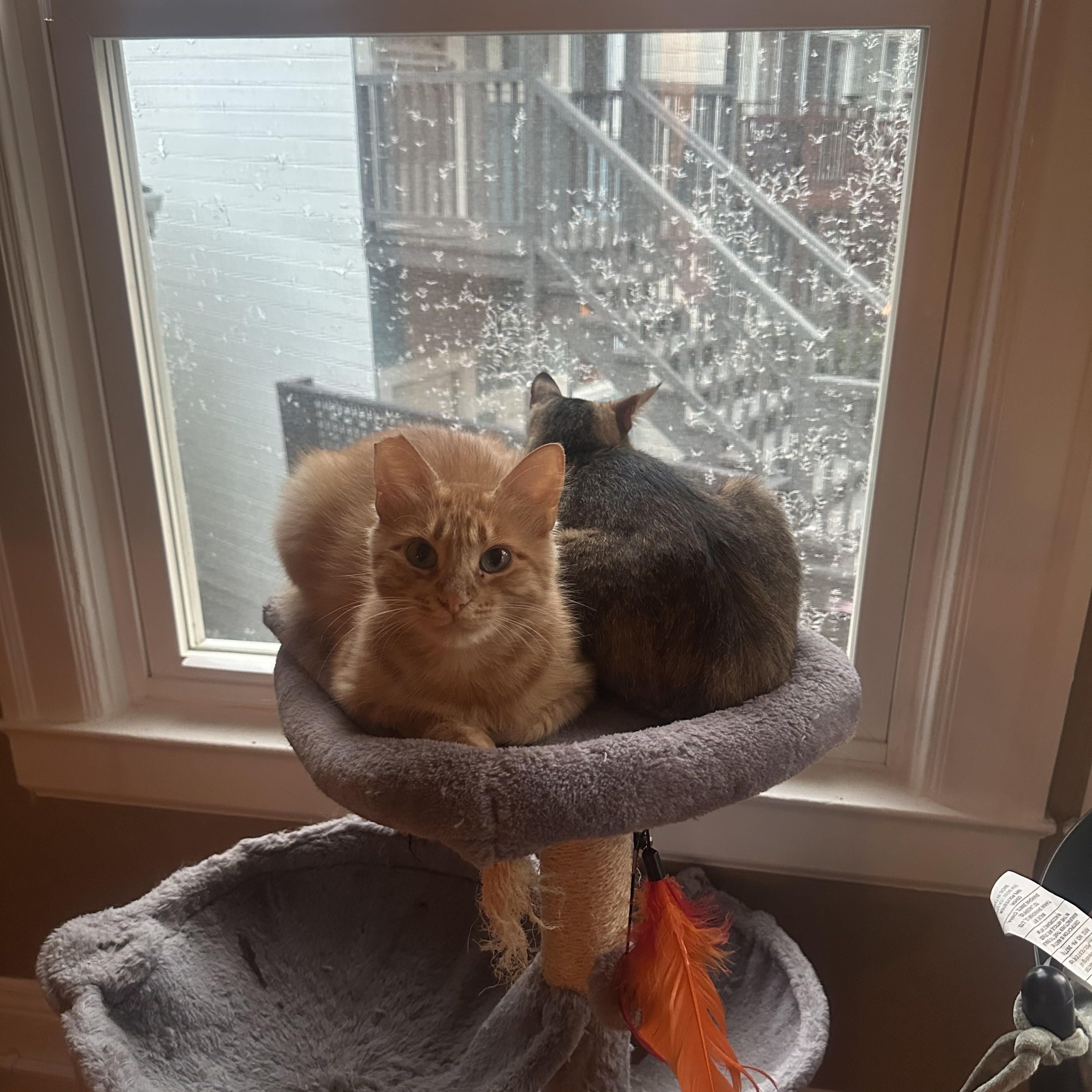 Enlarge Clementine, a ADOPTABLE Domestic Medium Hair in San Jose, CA image 5/6