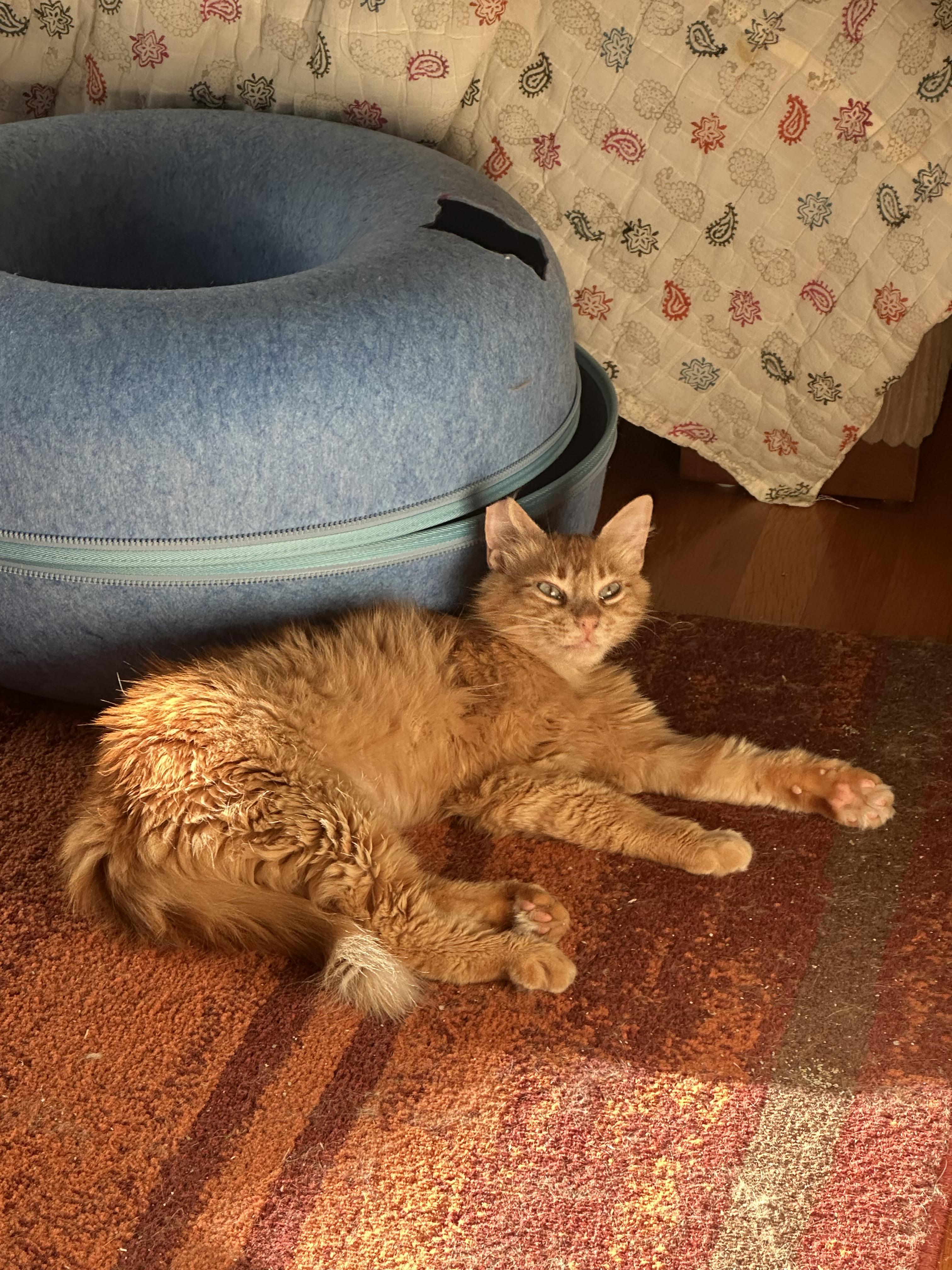 Clementine, a ADOPTABLE Domestic Medium Hair in San Jose, CA image 2/6