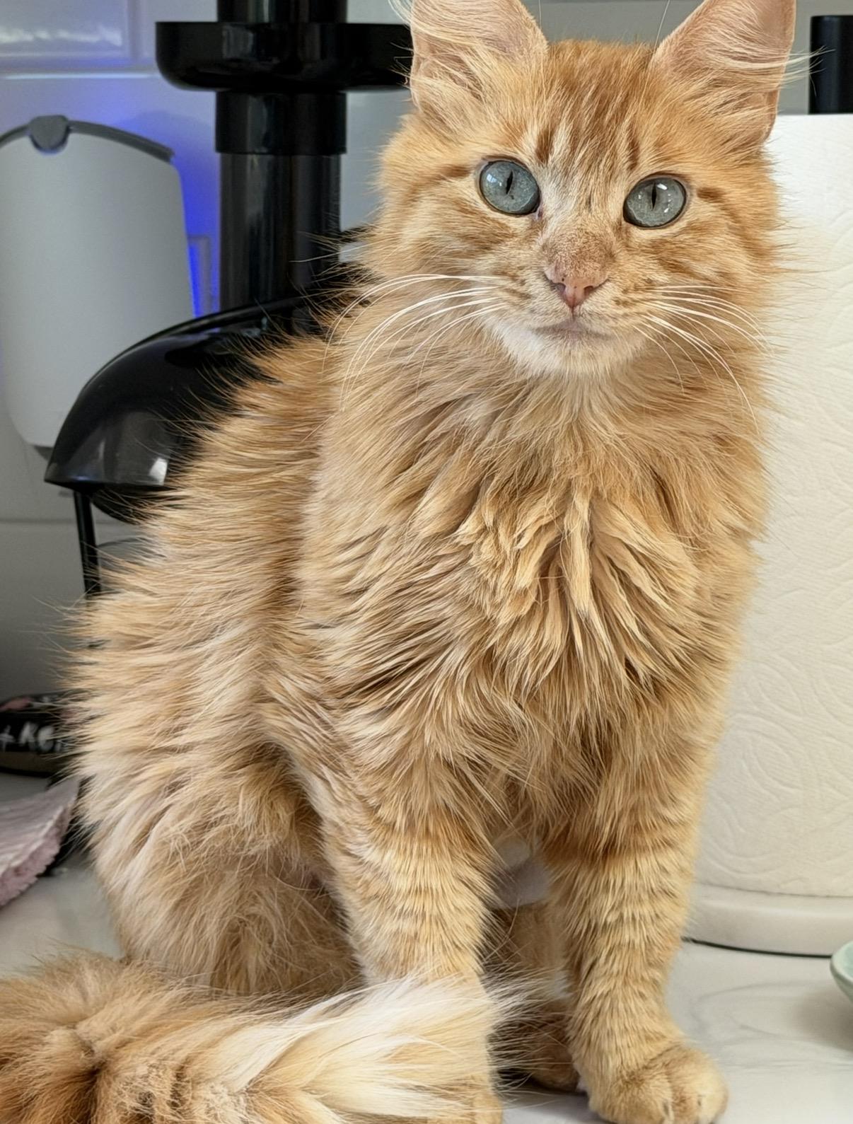 Clementine, ADOPTABLE, Young Female Domestic Medium Hair.