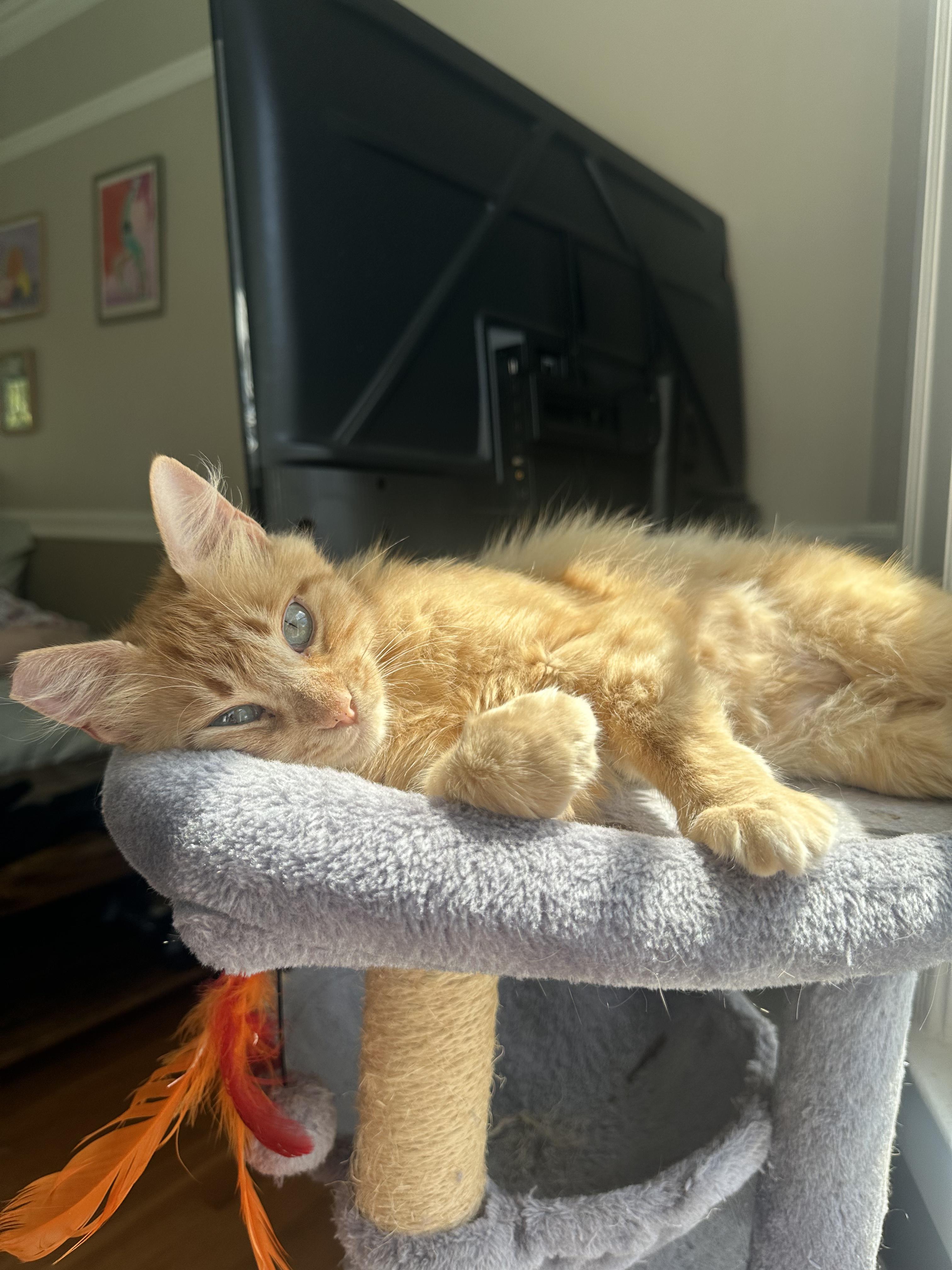 Clementine, a ADOPTABLE Domestic Medium Hair in San Jose, CA image 5/6