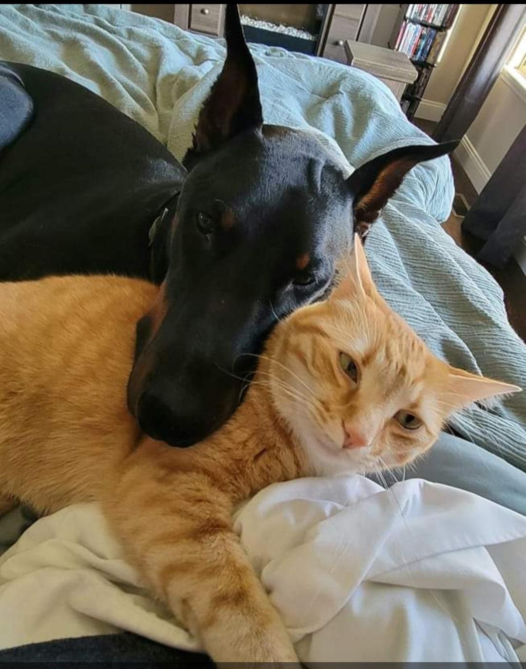 Hank the Tank, Adopted, Adult Male Doberman Pinscher.