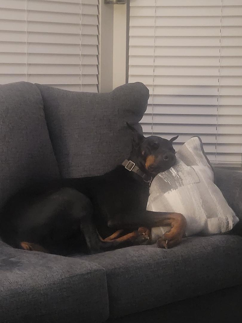 Enlarge Hank the Tank, a Adopted Doberman Pinscher in Saint Charles, MO image 2/3