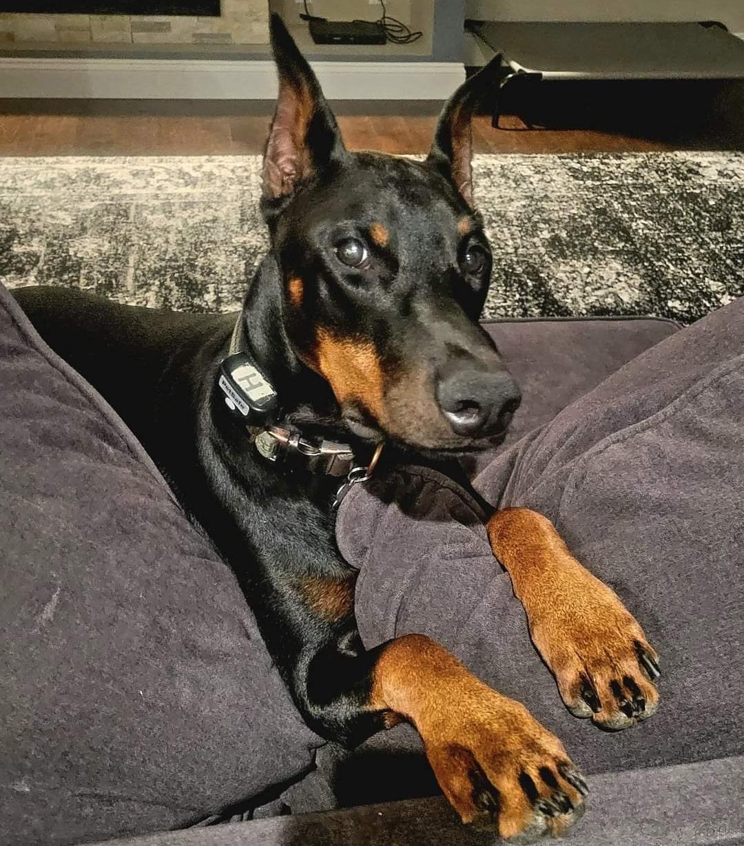 Enlarge Hank the Tank, a Adopted Doberman Pinscher in Saint Charles, MO image 3/3