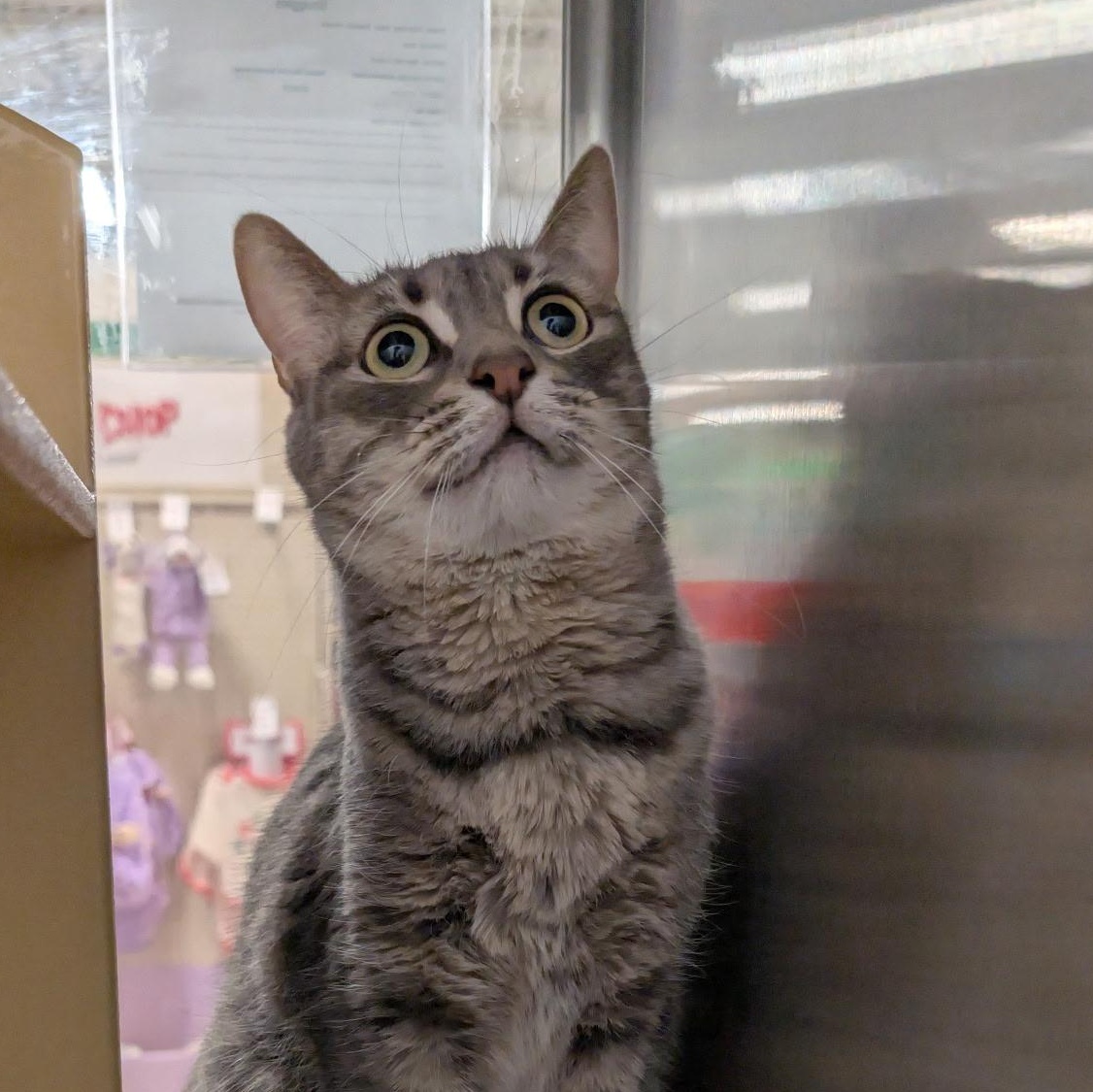 Enlarge Snuggles, a ADOPTABLE Domestic Short Hair in Chandler, AZ image 2/3