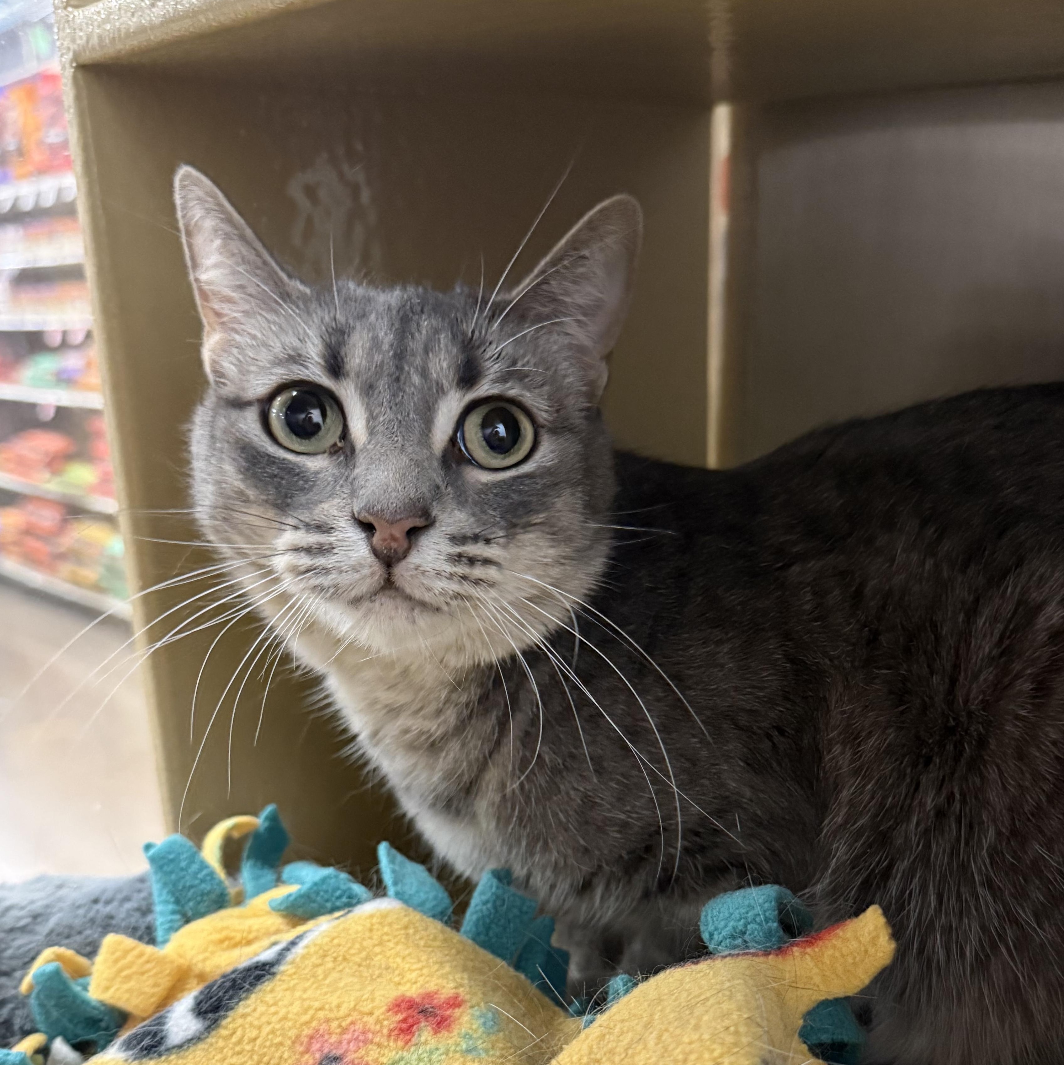 Enlarge Snuggles, a ADOPTABLE Domestic Short Hair in Chandler, AZ image 3/3