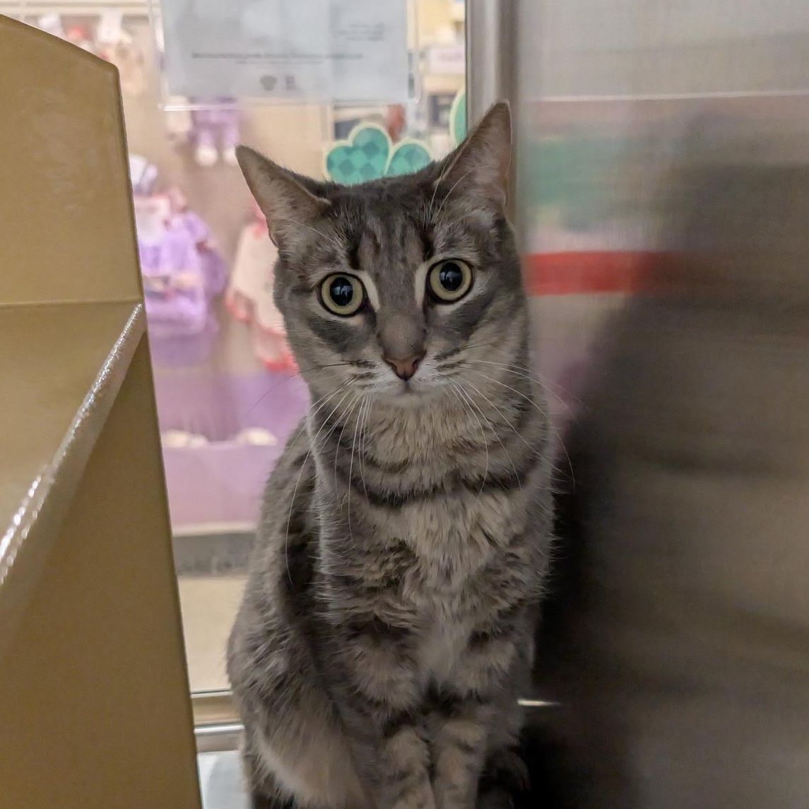 Enlarge Snuggles, a ADOPTABLE Domestic Short Hair in Chandler, AZ image 1/3