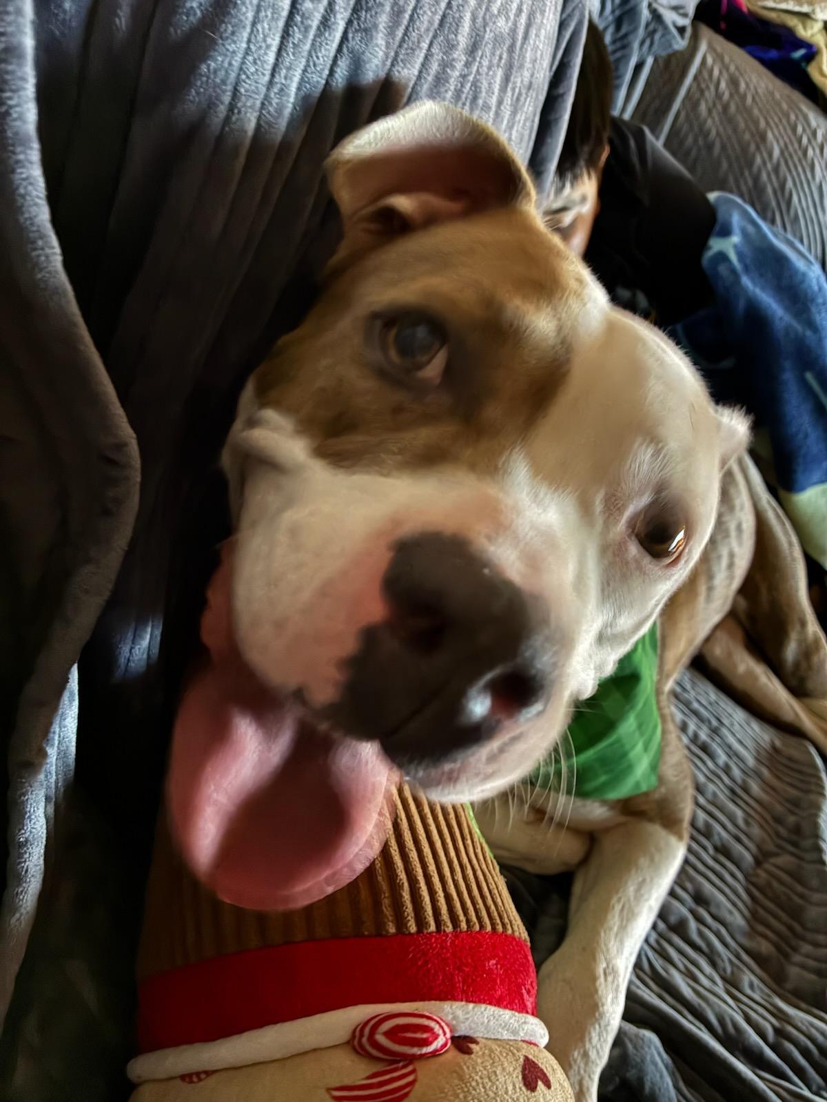 Nala, ADOPTABLE, Young Female American Staffordshire Terrier.