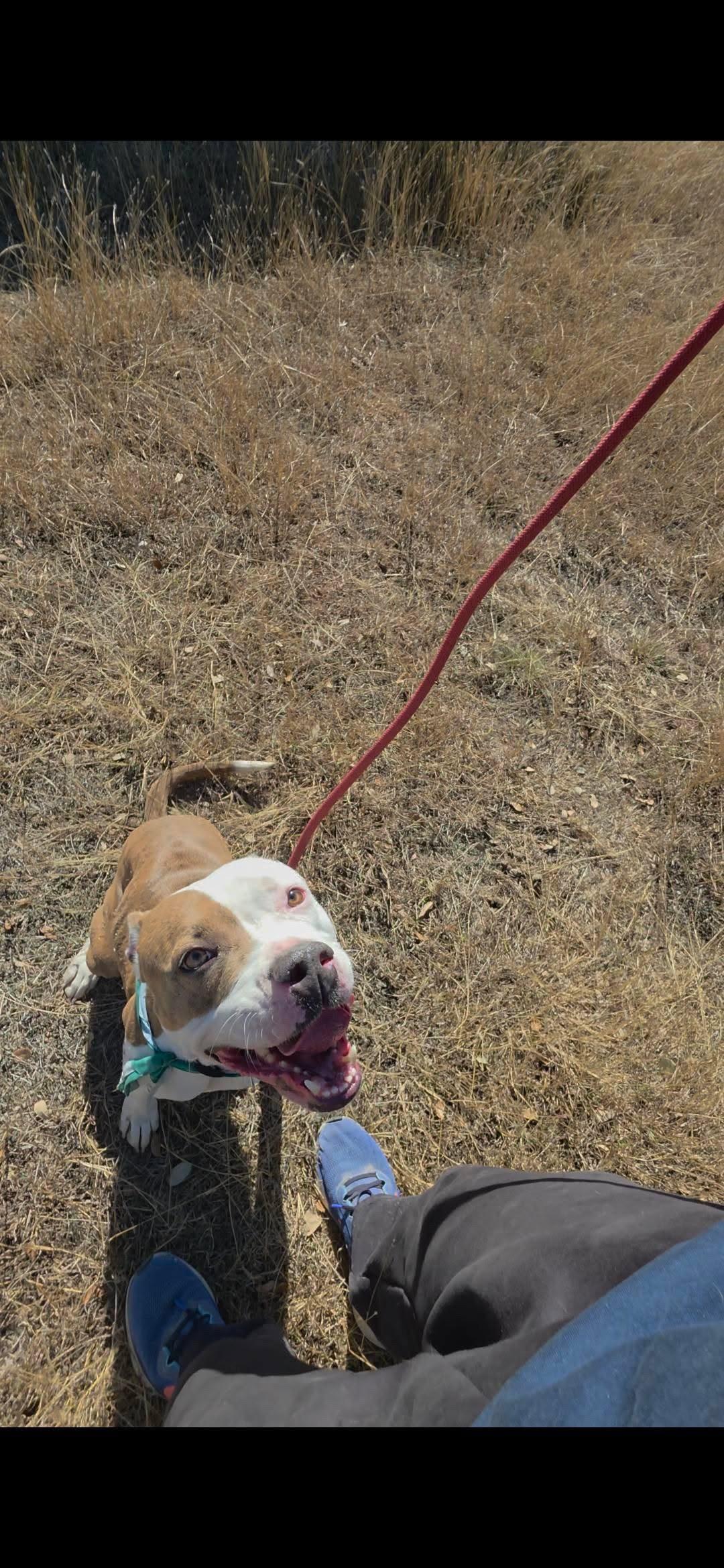 Nala, a ADOPTABLE American Staffordshire Terrier in Mico, TX image 3/5