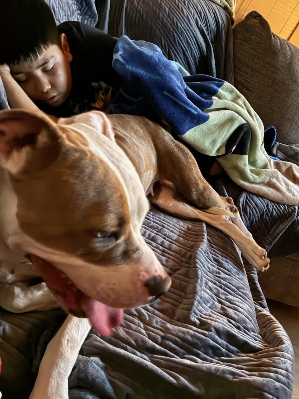 Nala, a ADOPTABLE American Staffordshire Terrier in Mico, TX image 2/5