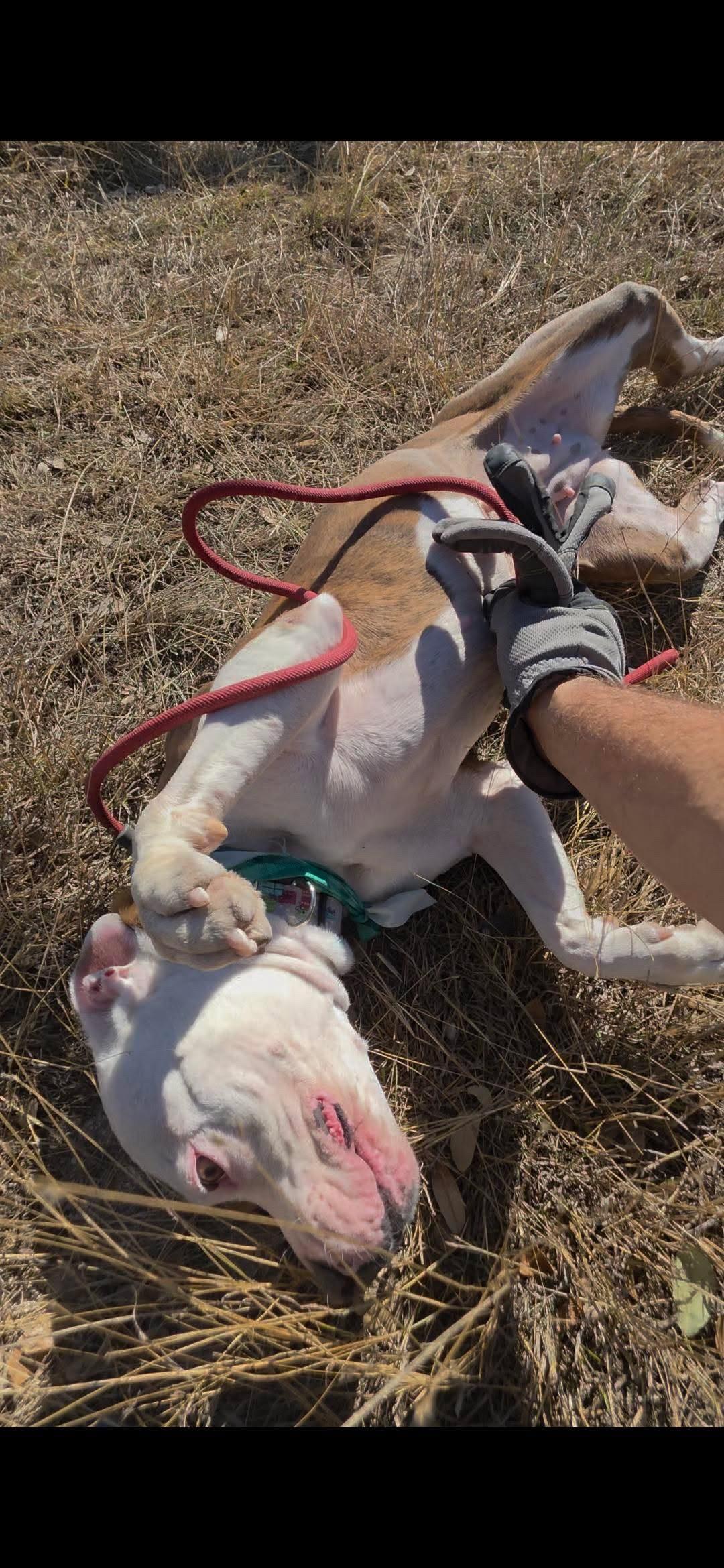 Nala, a ADOPTABLE American Staffordshire Terrier in Mico, TX image 4/5