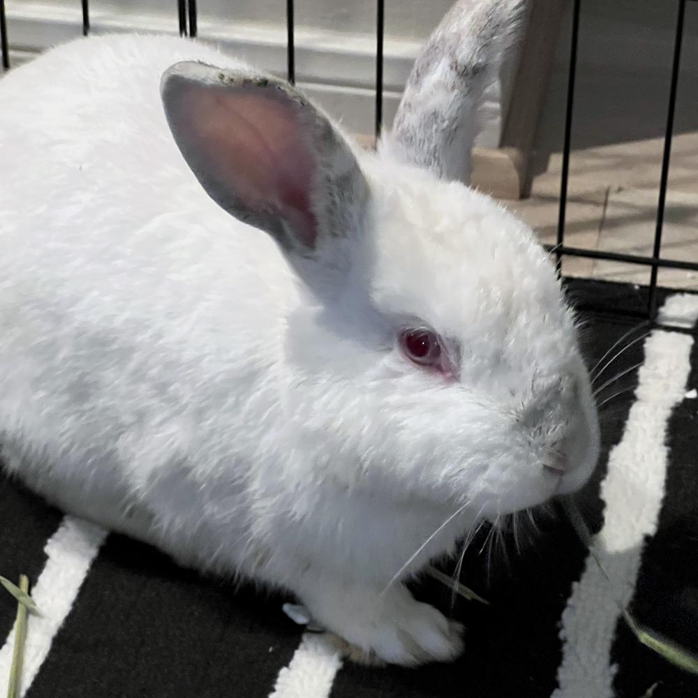 Enlarge Guillermo, a Adoptable Californian in Houston, TX image 1/5