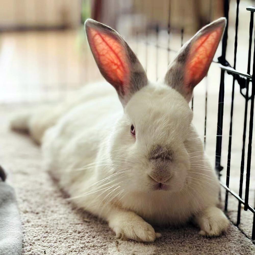 Enlarge Guillermo, a Adoptable Californian in Houston, TX image 2/5