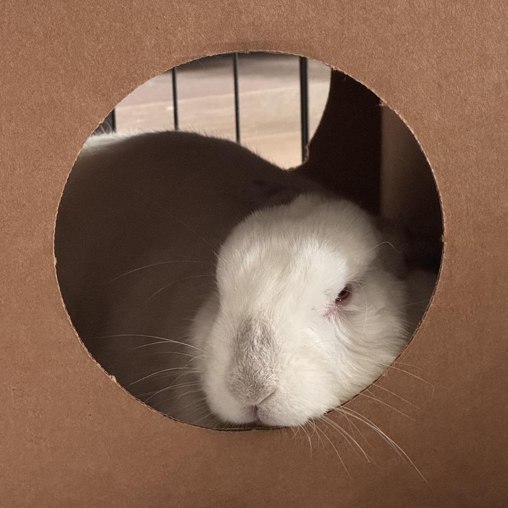 Enlarge Guillermo, a Adoptable Californian in Houston, TX image 4/5