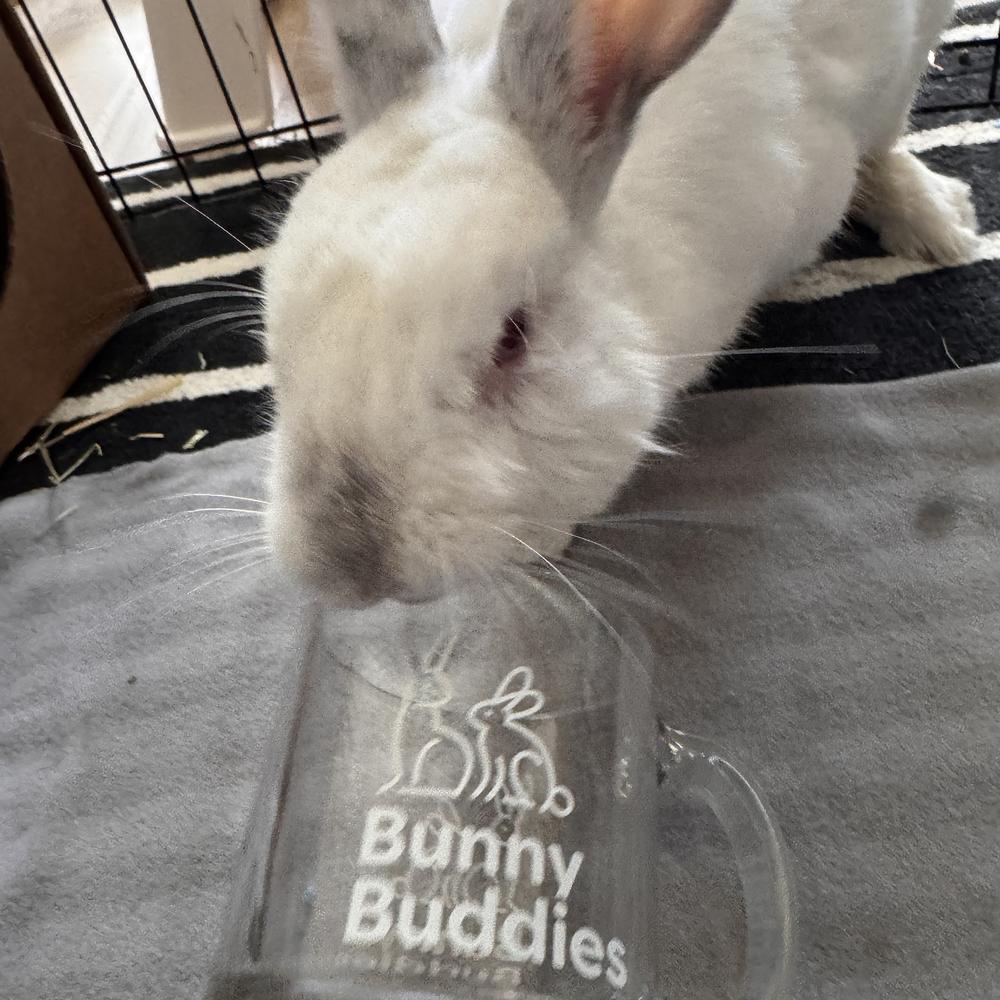 Enlarge Guillermo, a Adoptable Californian in Houston, TX image 5/5