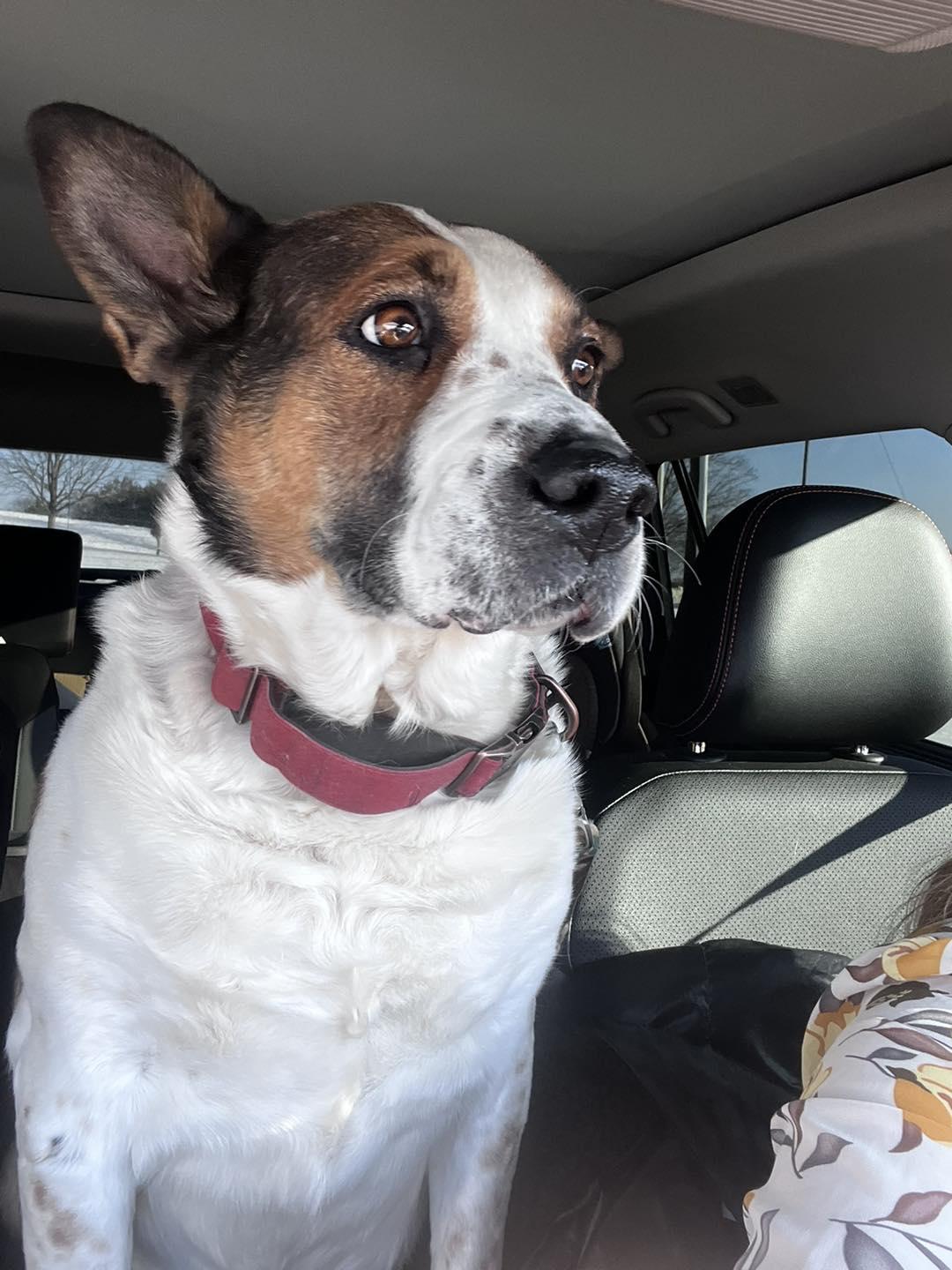 Enlarge Pumpkin, a ADOPTABLE Australian Cattle Dog / Blue Heeler in Amherst, VA image 2/5