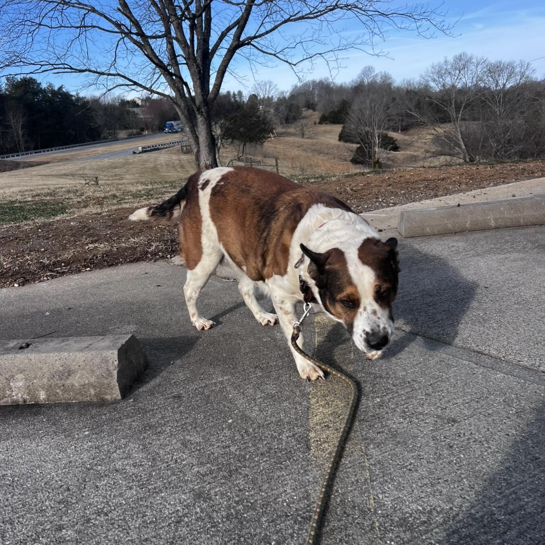 Enlarge Pumpkin, a ADOPTABLE Australian Cattle Dog / Blue Heeler in Amherst, VA image 5/5