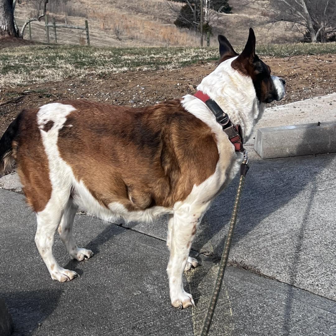 Enlarge Pumpkin, a ADOPTABLE Australian Cattle Dog / Blue Heeler in Amherst, VA image 4/5
